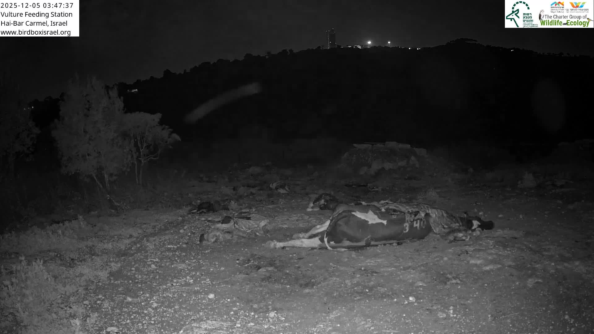 Hai-Bar Nature Reserve / Mount Carmel National Park Vulture Feeding & Skycraper Eshkol University of Haifa  Live Cam - Denya, Haifa, Israel