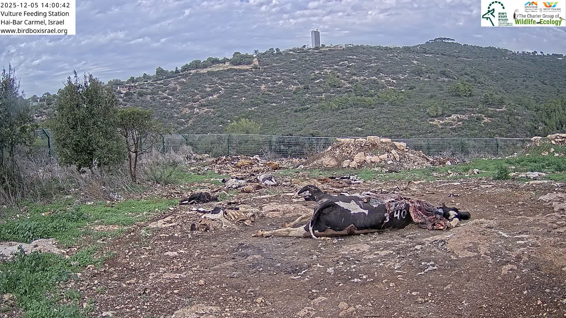 Hai-Bar Nature Reserve / Mount Carmel National Park Vulture Feeding & Skycraper Eshkol University of Haifa  Live Cam - Denya, Haifa, Israel