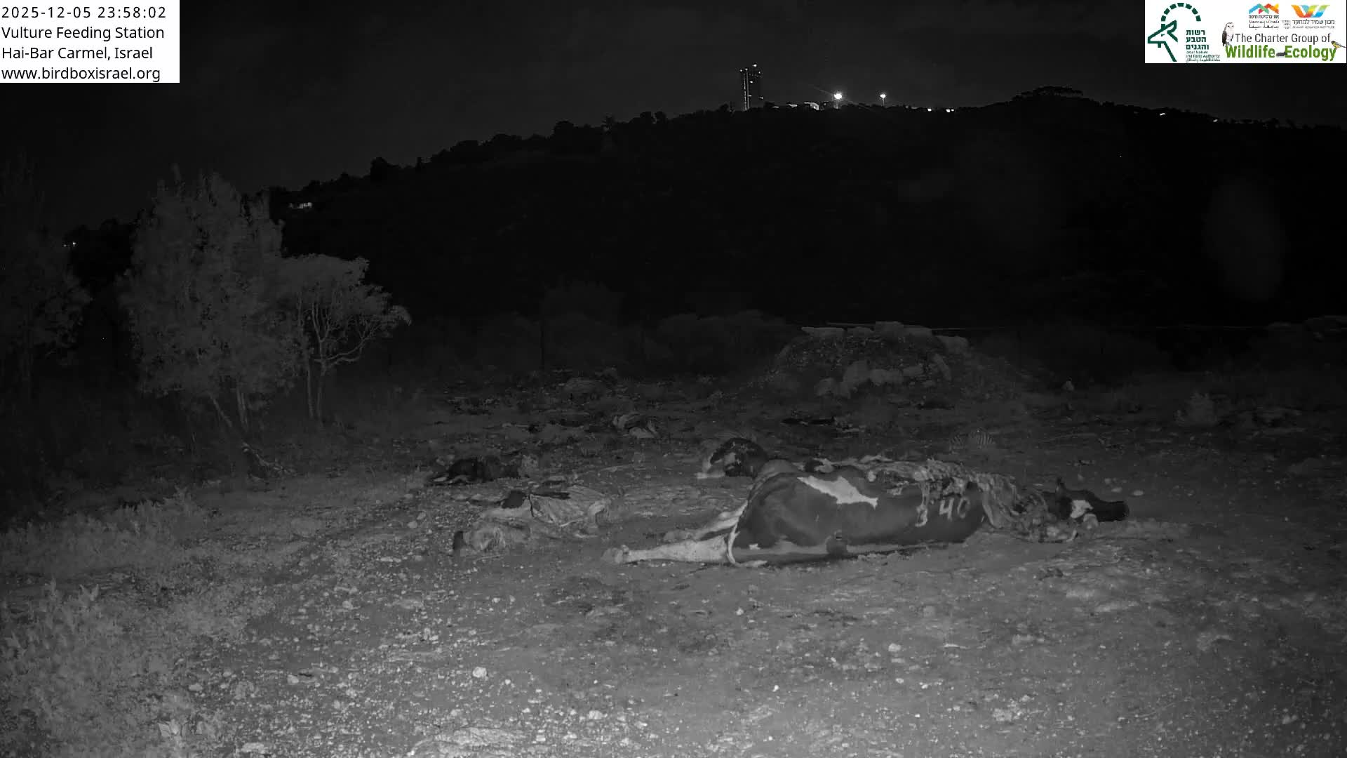 Hai-Bar Nature Reserve / Mount Carmel National Park Vulture Feeding & Skycraper Eshkol University of Haifa  Live Cam - Denya, Haifa, Israel