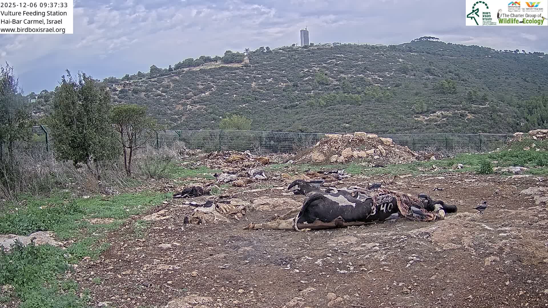 Hai-Bar Nature Reserve / Mount Carmel National Park Vulture Feeding & Skycraper Eshkol University of Haifa  Live Cam - Denya, Haifa, Israel