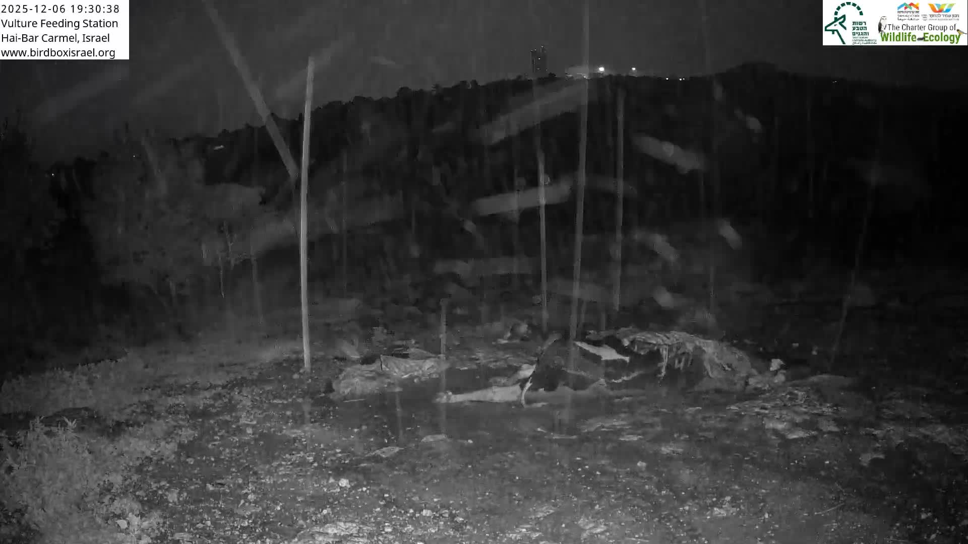 Hai-Bar Nature Reserve / Mount Carmel National Park Vulture Feeding & Skycraper Eshkol University of Haifa  Live Cam - Denya, Haifa, Israel