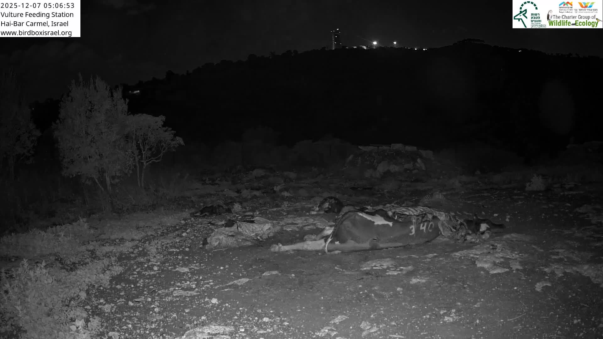 Hai-Bar Nature Reserve / Mount Carmel National Park Vulture Feeding & Skycraper Eshkol University of Haifa  Live Cam - Denya, Haifa, Israel