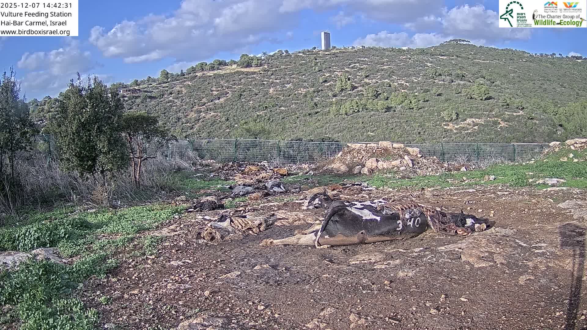 Hai-Bar Nature Reserve / Mount Carmel National Park Vulture Feeding & Skycraper Eshkol University of Haifa  Live Cam - Denya, Haifa, Israel