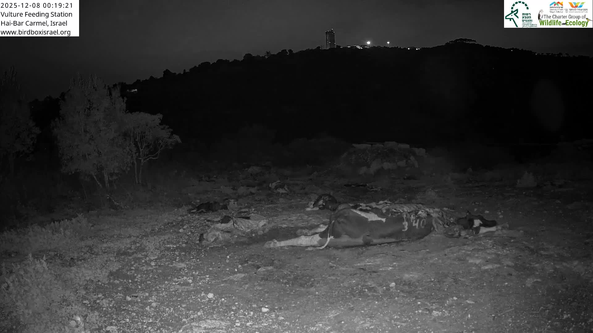 Hai-Bar Nature Reserve / Mount Carmel National Park Vulture Feeding & Skycraper Eshkol University of Haifa  Live Cam - Denya, Haifa, Israel