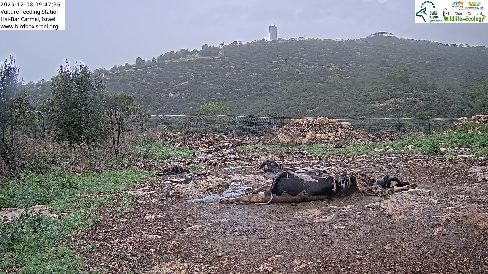 Hai-Bar Nature Reserve / Mount Carmel National Park Vulture Feeding & Skycraper Eshkol University of Haifa  Live Cam - Denya, Haifa, Israel
