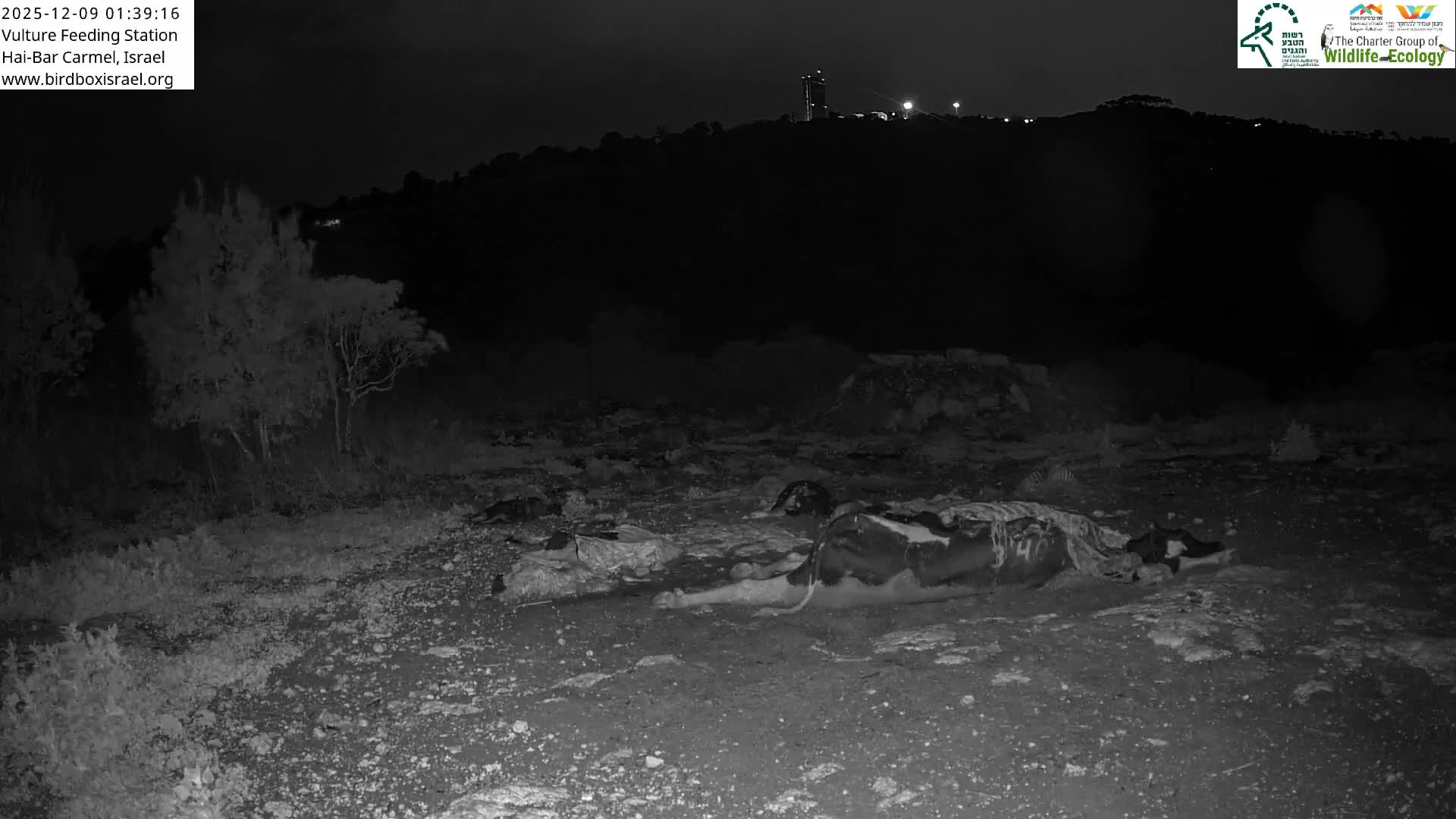 Hai-Bar Nature Reserve / Mount Carmel National Park Vulture Feeding & Skycraper Eshkol University of Haifa  Live Cam - Denya, Haifa, Israel