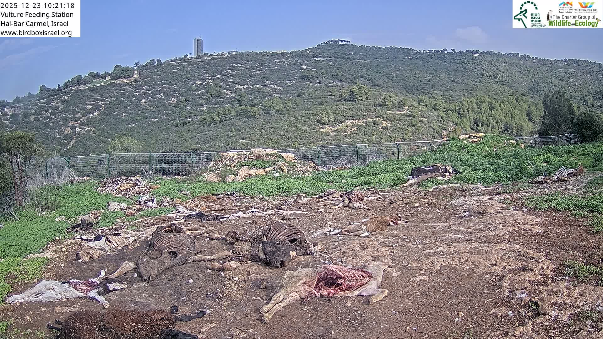 Hai-Bar Nature Reserve / Mount Carmel National Park Vulture Feeding & Skycraper Eshkol University of Haifa  Live Cam - Denya, Haifa, Israel
