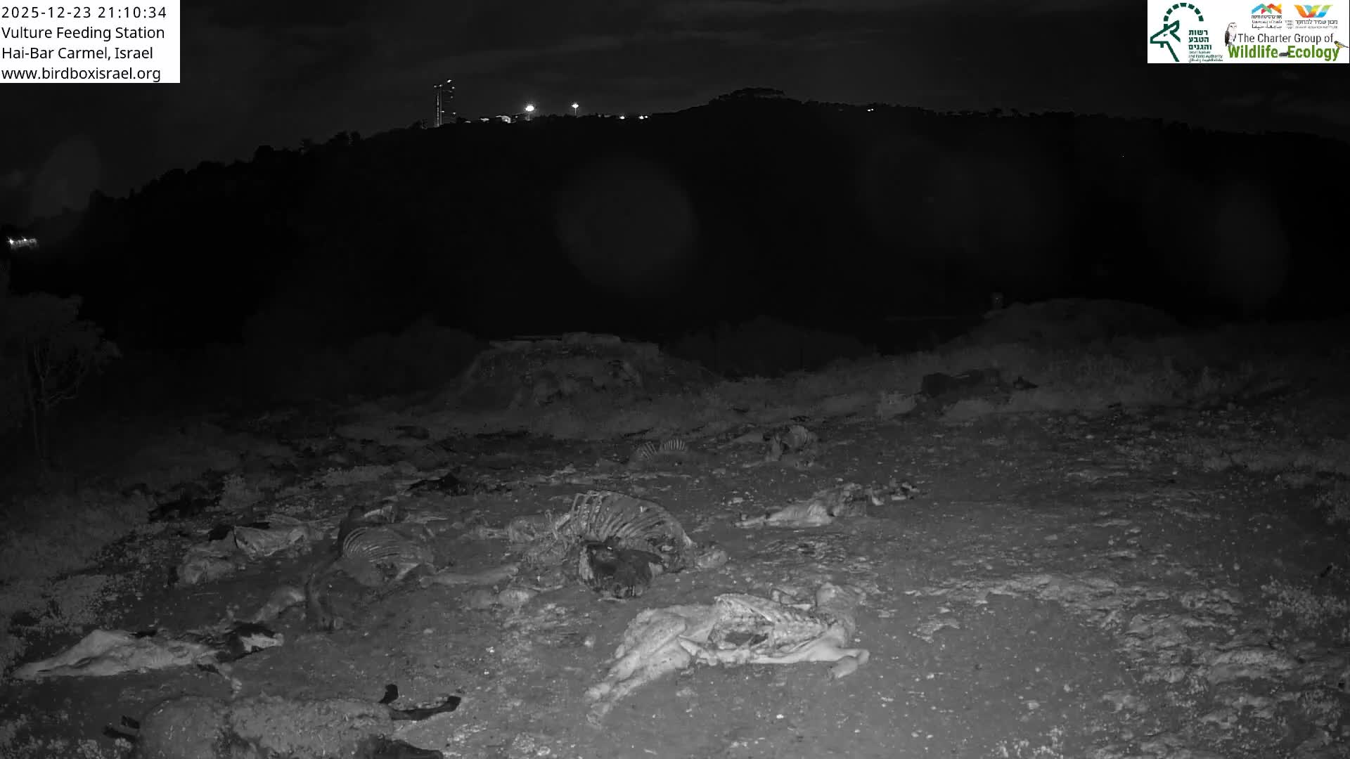 Hai-Bar Nature Reserve / Mount Carmel National Park Vulture Feeding & Skycraper Eshkol University of Haifa  Live Cam - Denya, Haifa, Israel