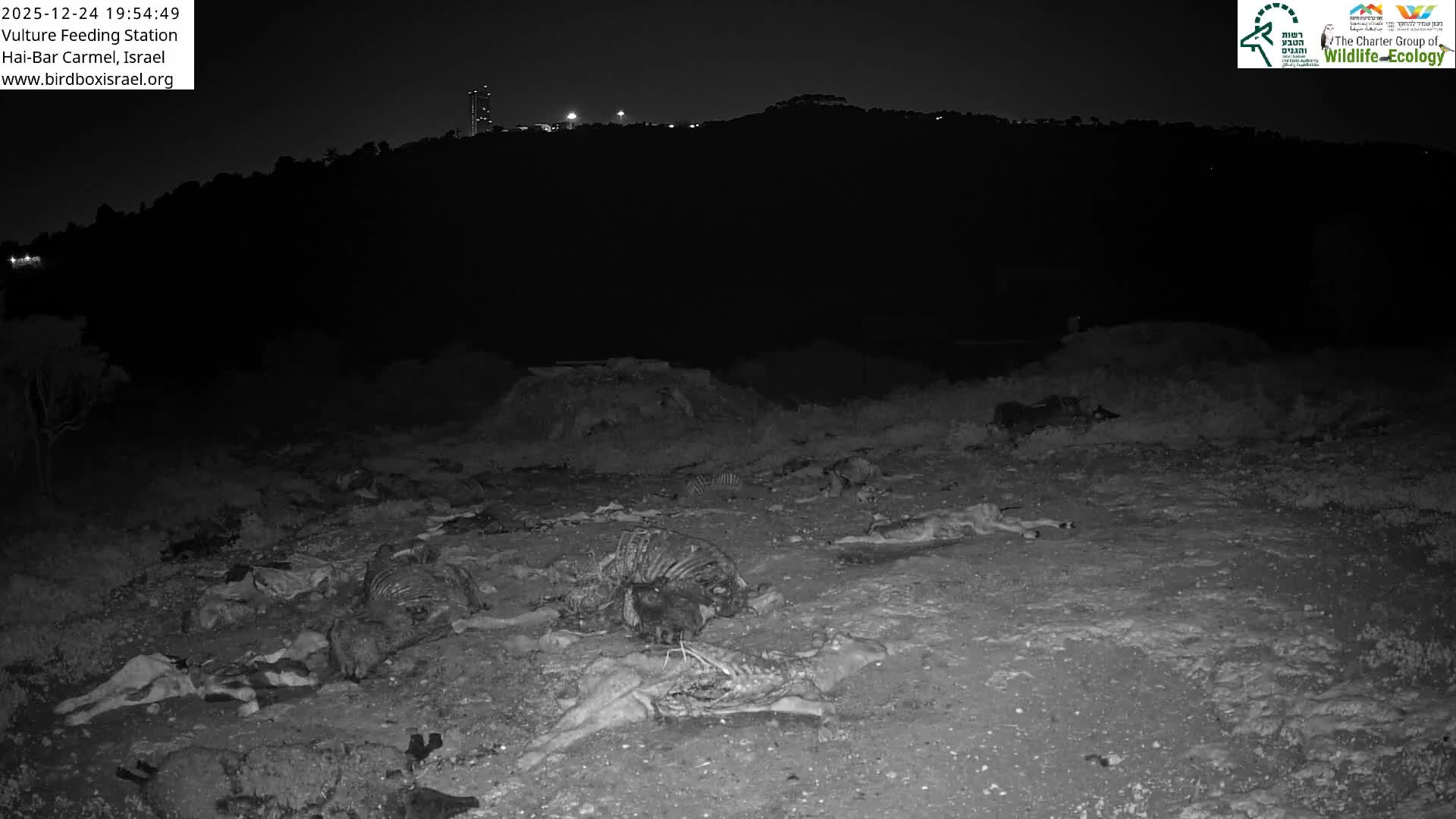 Hai-Bar Nature Reserve / Mount Carmel National Park Vulture Feeding & Skycraper Eshkol University of Haifa  Live Cam - Denya, Haifa, Israel