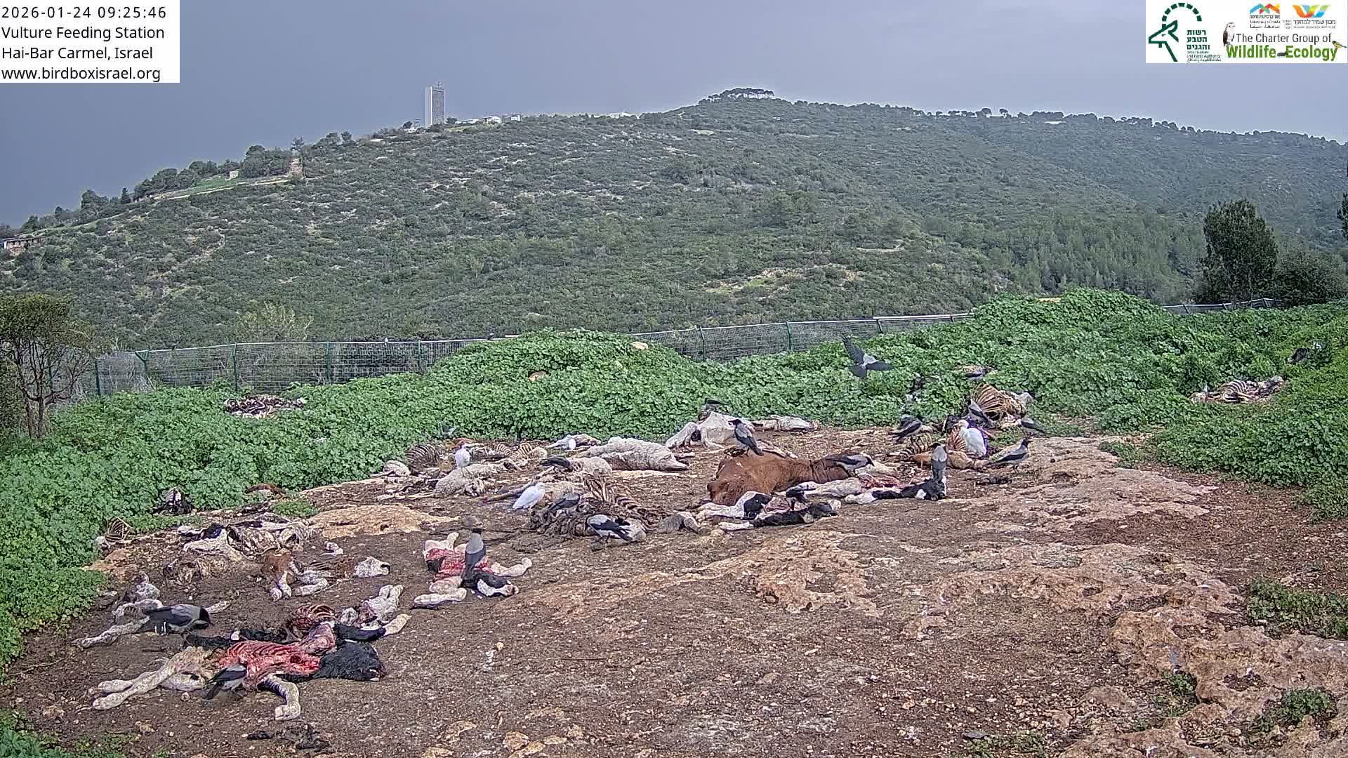 Hai-Bar Nature Reserve / Mount Carmel National Park Vulture Feeding & Skycraper Eshkol University of Haifa  Live Cam - Denya, Haifa, Israel