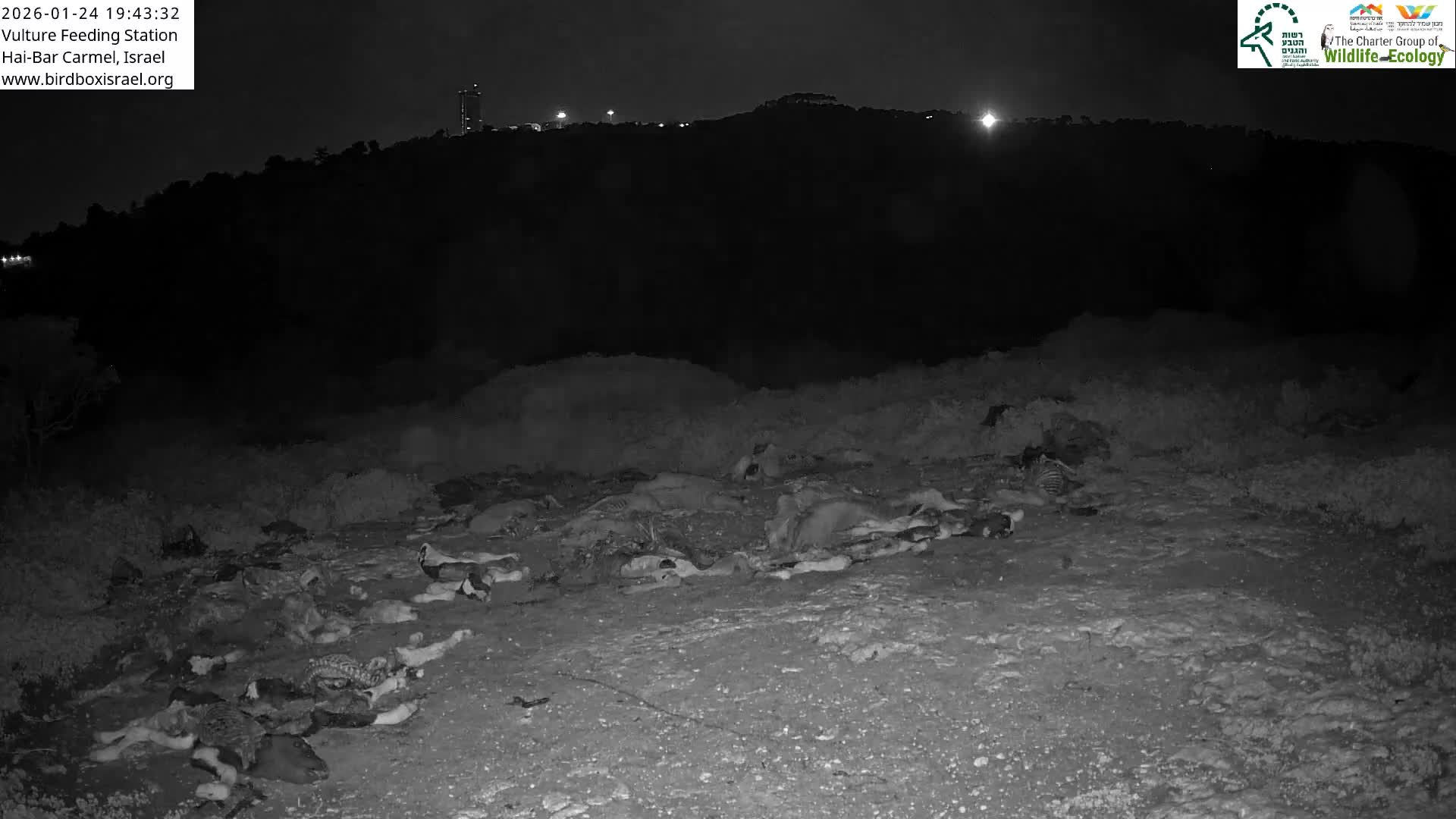 Hai-Bar Nature Reserve / Mount Carmel National Park Vulture Feeding & Skycraper Eshkol University of Haifa  Live Cam - Denya, Haifa, Israel