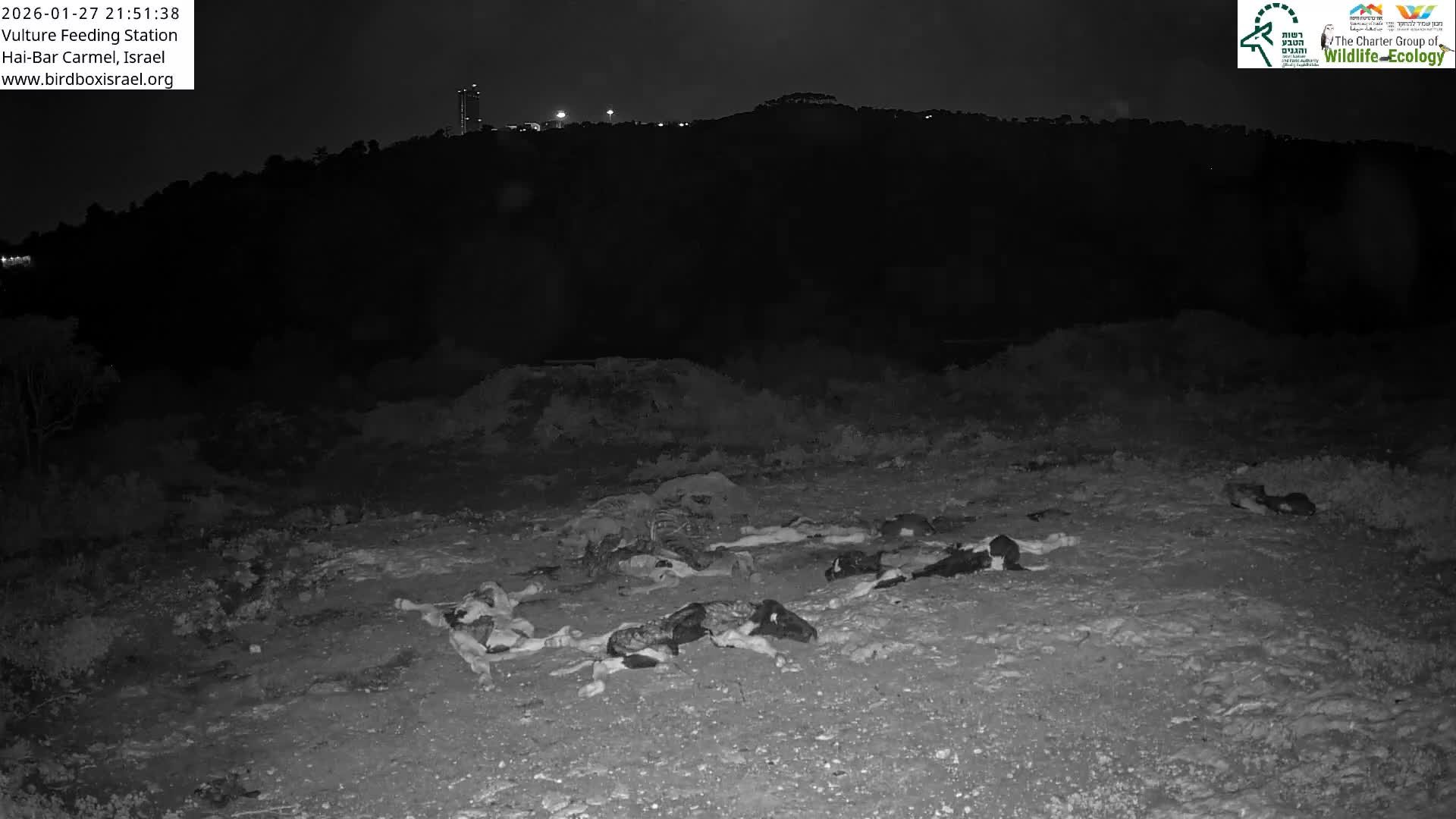 Hai-Bar Nature Reserve / Mount Carmel National Park Vulture Feeding & Skycraper Eshkol University of Haifa  Live Cam - Denya, Haifa, Israel