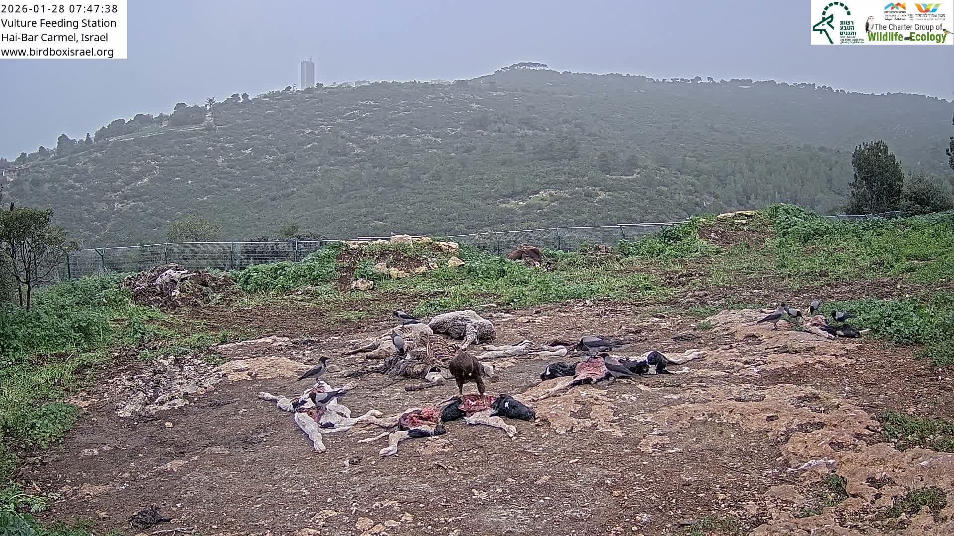 Hai-Bar Nature Reserve / Mount Carmel National Park Vulture Feeding & Skycraper Eshkol University of Haifa  Live Cam - Denya, Haifa, Israel