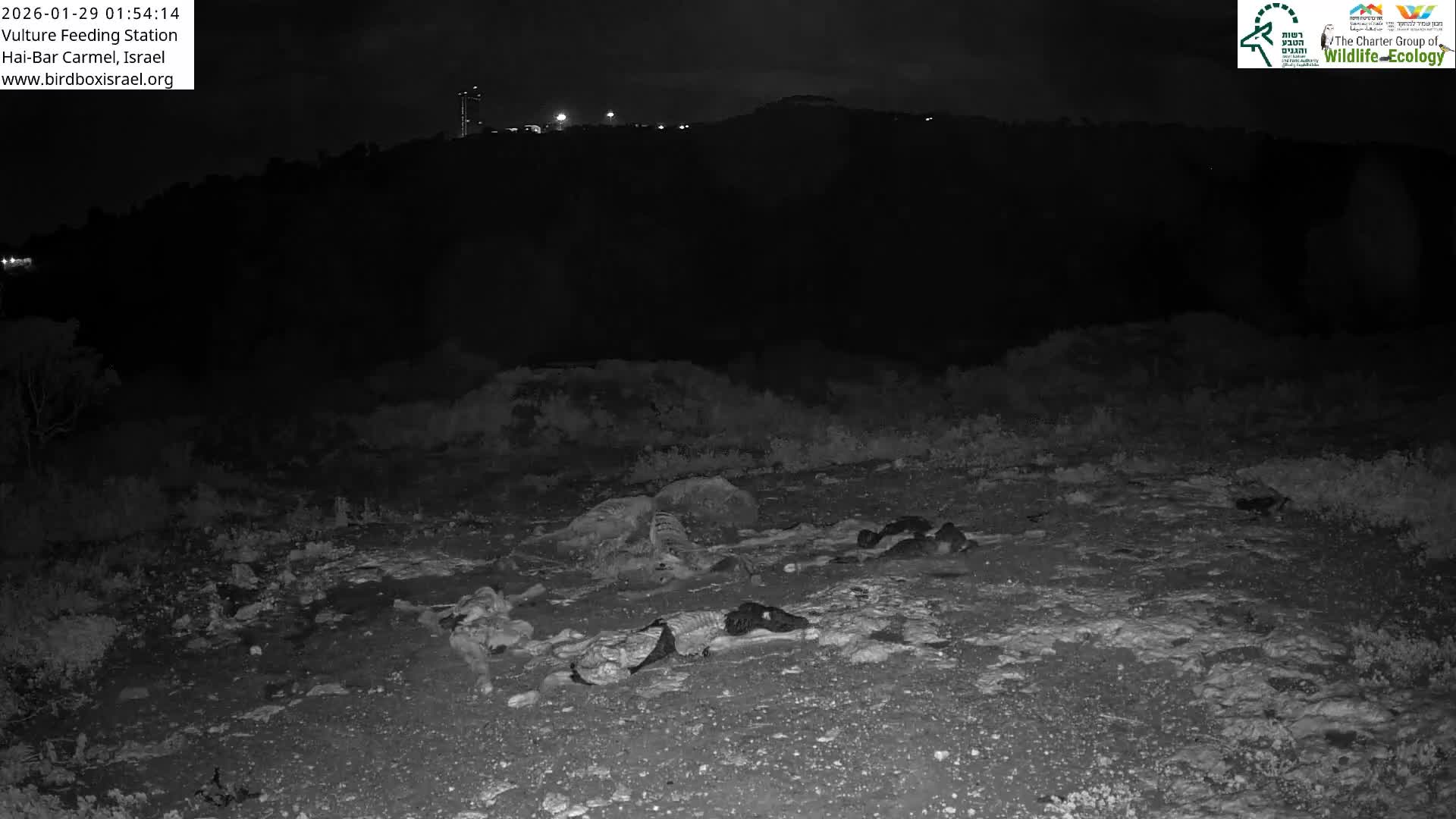 Hai-Bar Nature Reserve / Mount Carmel National Park Vulture Feeding & Skycraper Eshkol University of Haifa  Live Cam - Denya, Haifa, Israel
