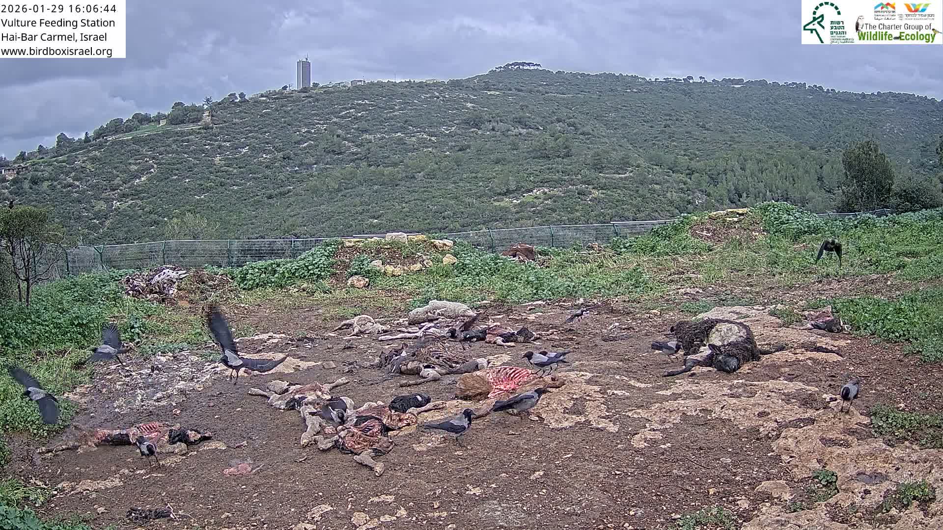 Hai-Bar Nature Reserve / Mount Carmel National Park Vulture Feeding & Skycraper Eshkol University of Haifa  Live Cam - Denya, Haifa, Israel