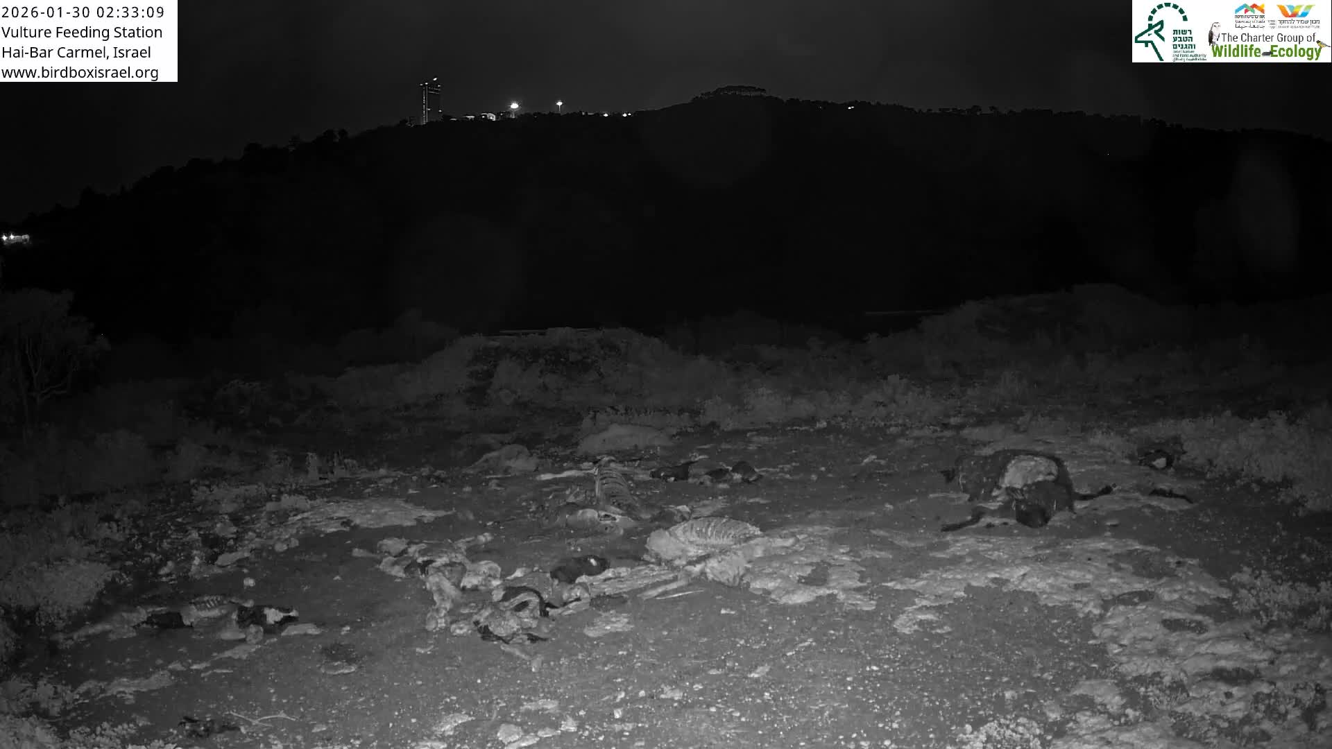 Hai-Bar Nature Reserve / Mount Carmel National Park Vulture Feeding & Skycraper Eshkol University of Haifa  Live Cam - Denya, Haifa, Israel