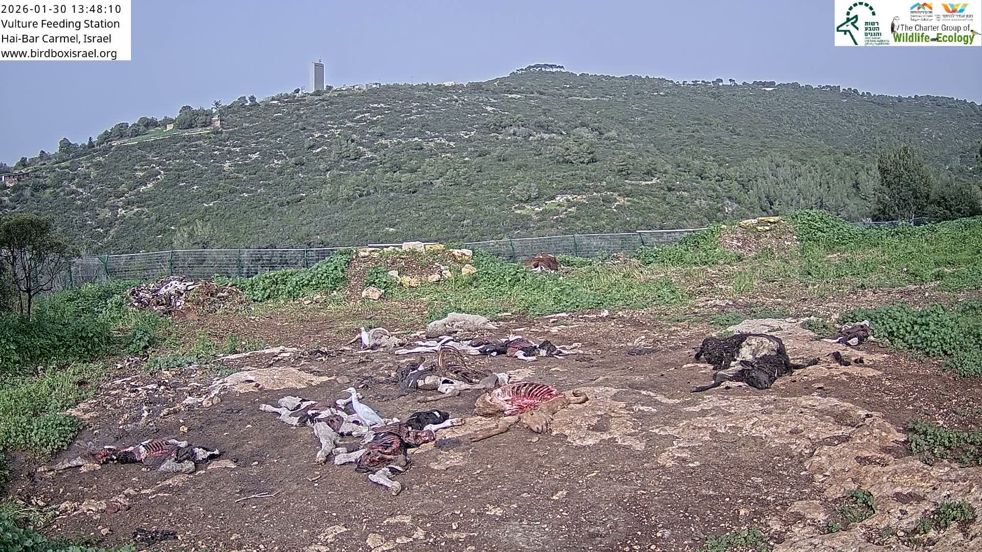 Hai-Bar Nature Reserve / Mount Carmel National Park Vulture Feeding & Skycraper Eshkol University of Haifa  Live Cam - Denya, Haifa, Israel