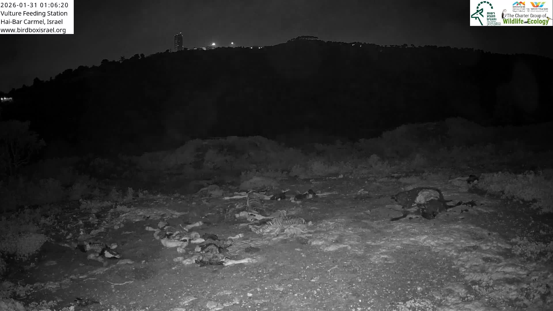 Hai-Bar Nature Reserve / Mount Carmel National Park Vulture Feeding & Skycraper Eshkol University of Haifa  Live Cam - Denya, Haifa, Israel