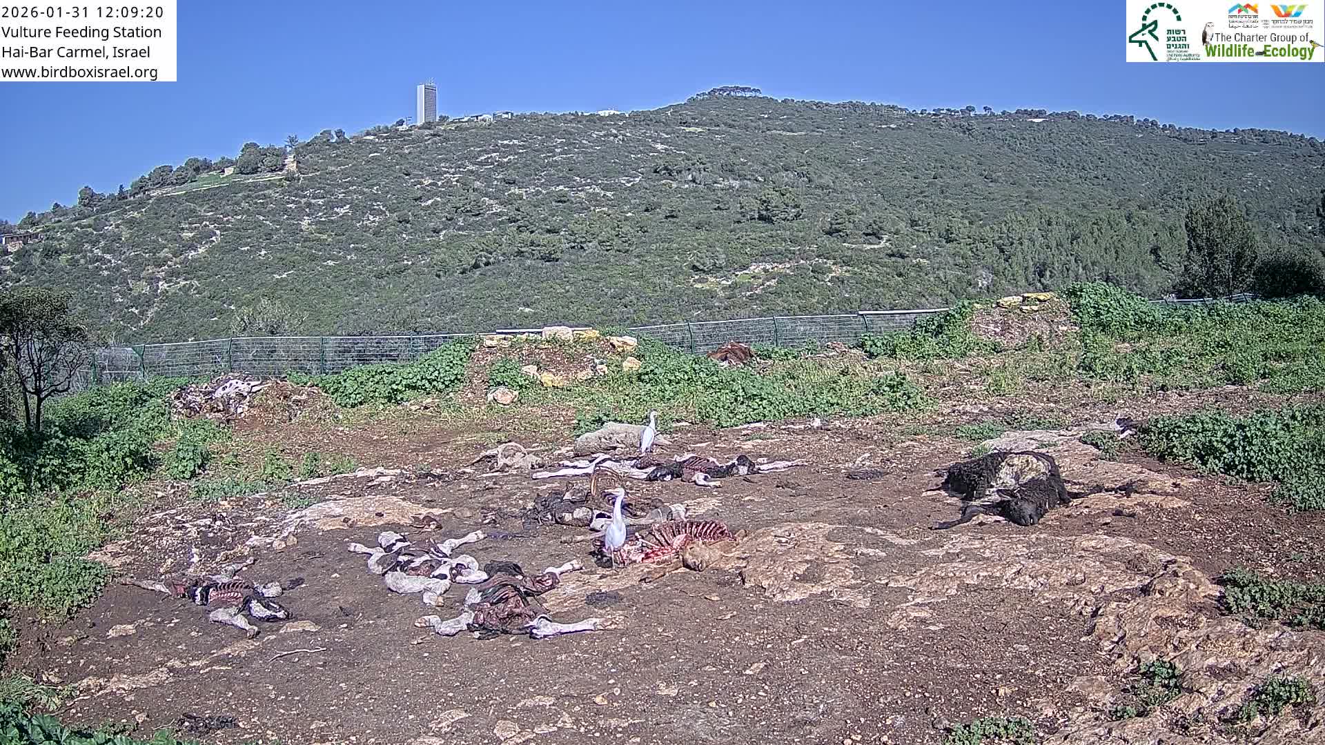 Hai-Bar Nature Reserve / Mount Carmel National Park Vulture Feeding & Skycraper Eshkol University of Haifa  Live Cam - Denya, Haifa, Israel