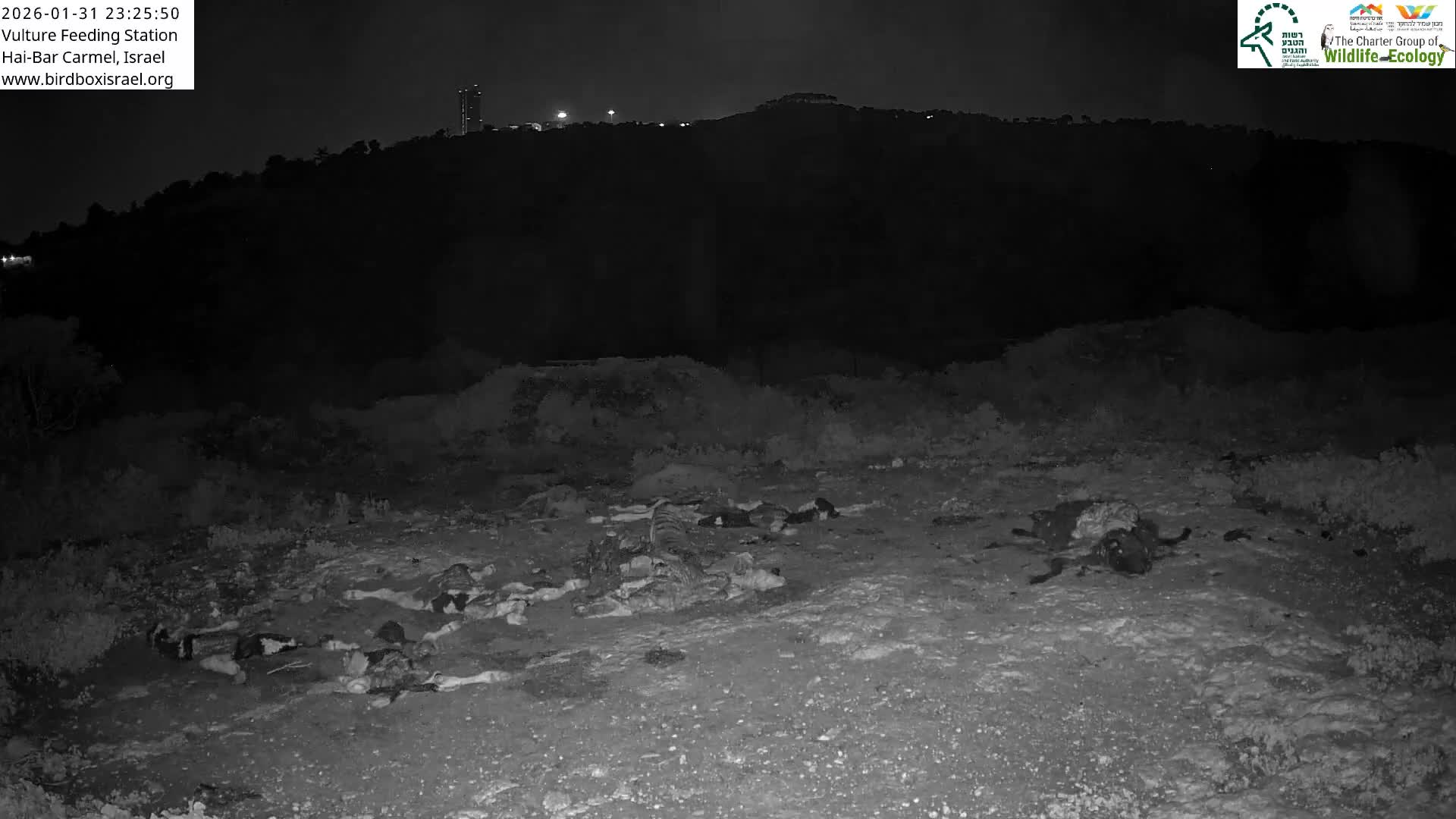 Hai-Bar Nature Reserve / Mount Carmel National Park Vulture Feeding & Skycraper Eshkol University of Haifa  Live Cam - Denya, Haifa, Israel