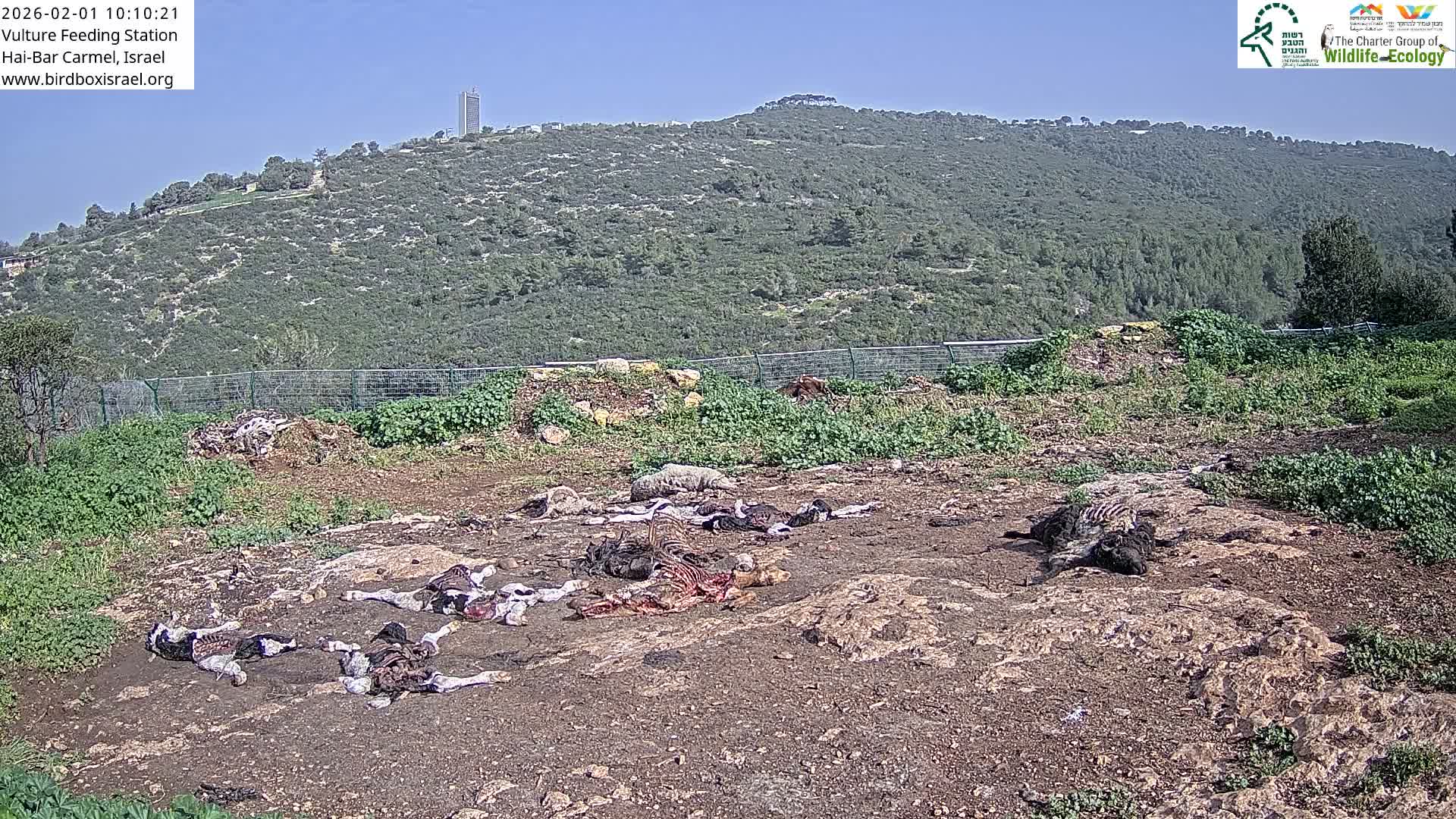 Hai-Bar Nature Reserve / Mount Carmel National Park Vulture Feeding & Skycraper Eshkol University of Haifa  Live Cam - Denya, Haifa, Israel