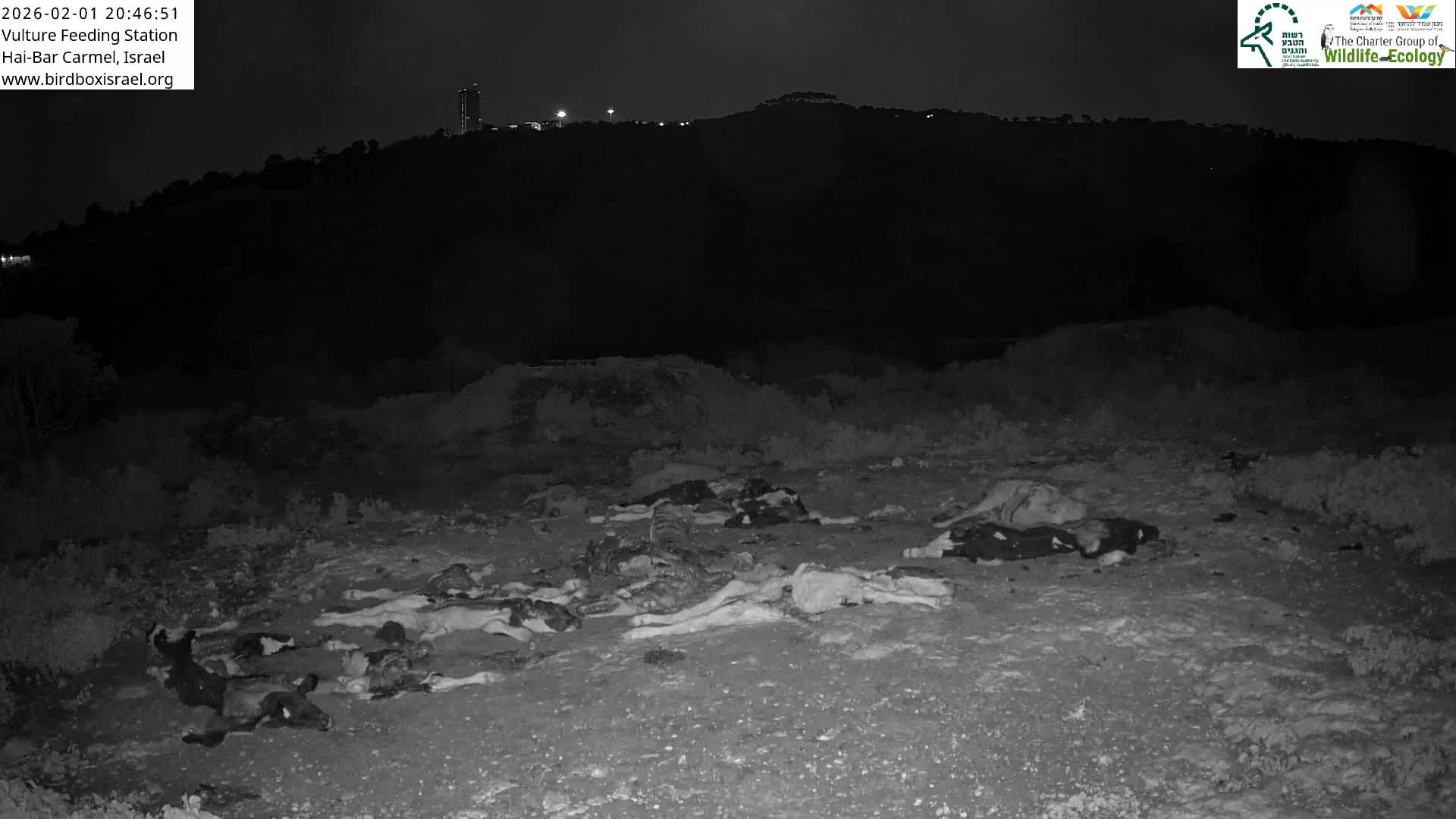 Hai-Bar Nature Reserve / Mount Carmel National Park Vulture Feeding & Skycraper Eshkol University of Haifa  Live Cam - Denya, Haifa, Israel