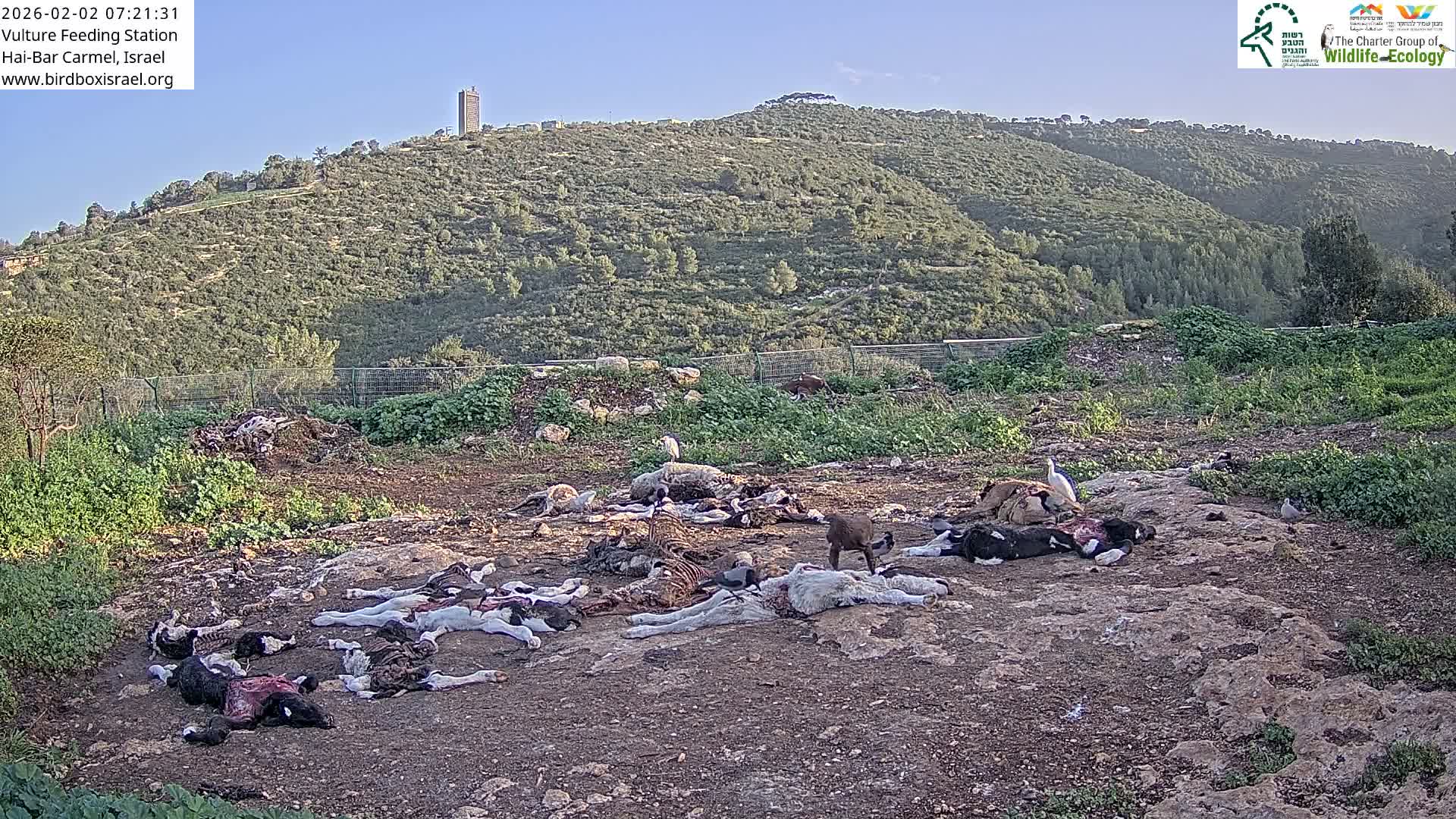 Hai-Bar Nature Reserve / Mount Carmel National Park Vulture Feeding & Skycraper Eshkol University of Haifa  Live Cam - Denya, Haifa, Israel