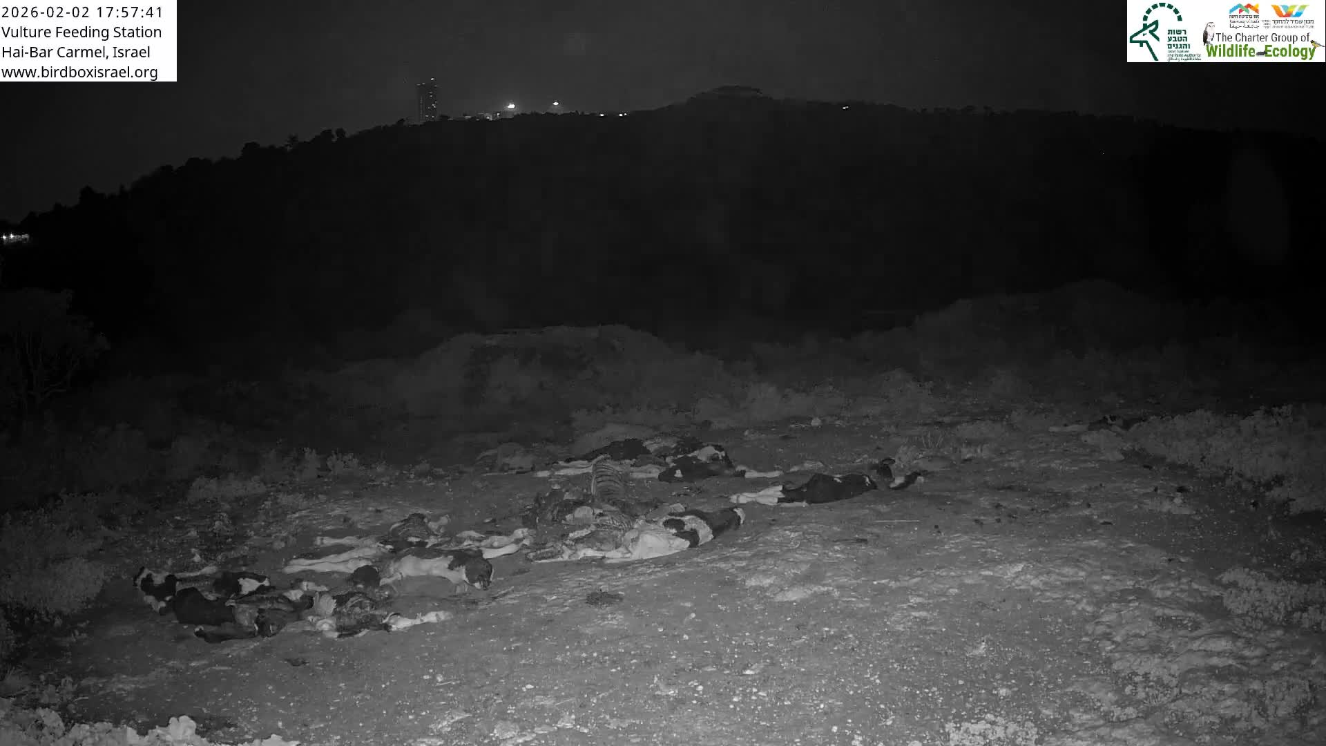 Hai-Bar Nature Reserve / Mount Carmel National Park Vulture Feeding & Skycraper Eshkol University of Haifa  Live Cam - Denya, Haifa, Israel