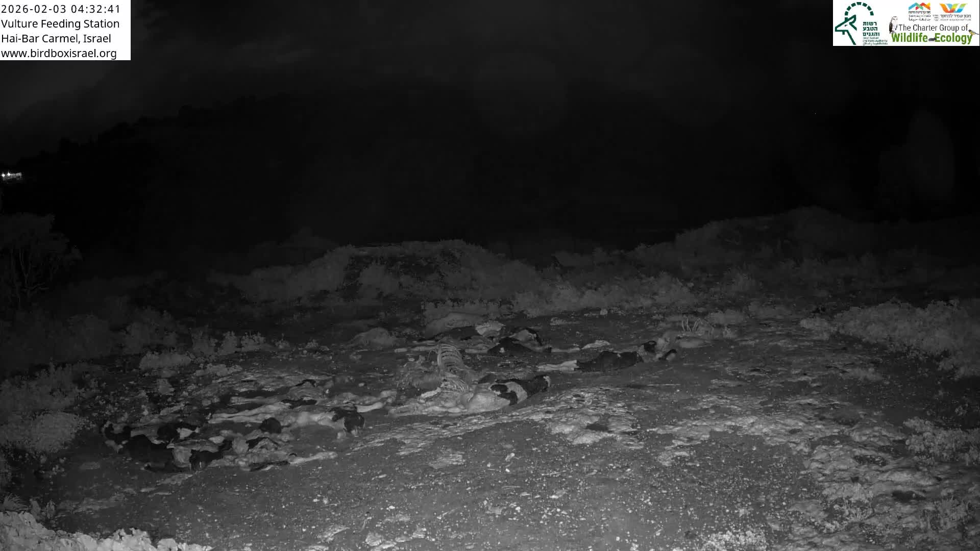 Hai-Bar Nature Reserve / Mount Carmel National Park Vulture Feeding & Skycraper Eshkol University of Haifa  Live Cam - Denya, Haifa, Israel