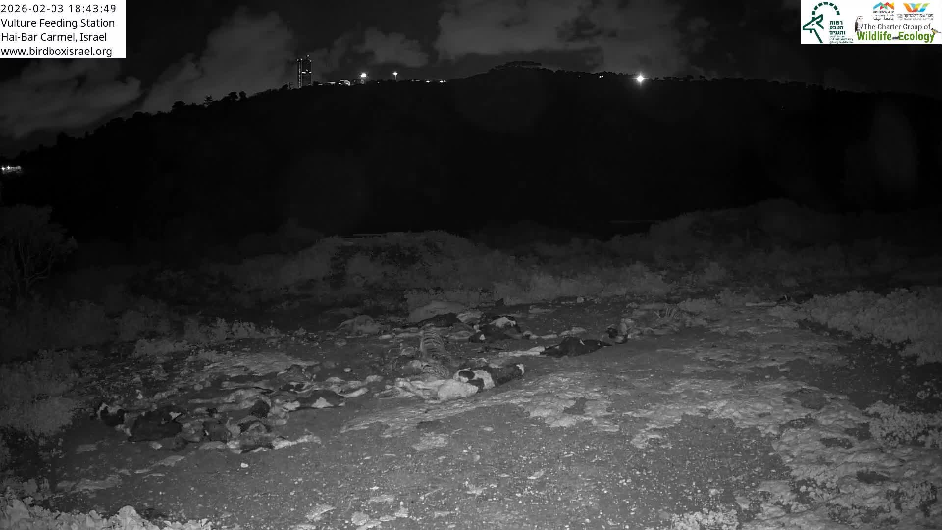 Hai-Bar Nature Reserve / Mount Carmel National Park Vulture Feeding & Skycraper Eshkol University of Haifa  Live Cam - Denya, Haifa, Israel