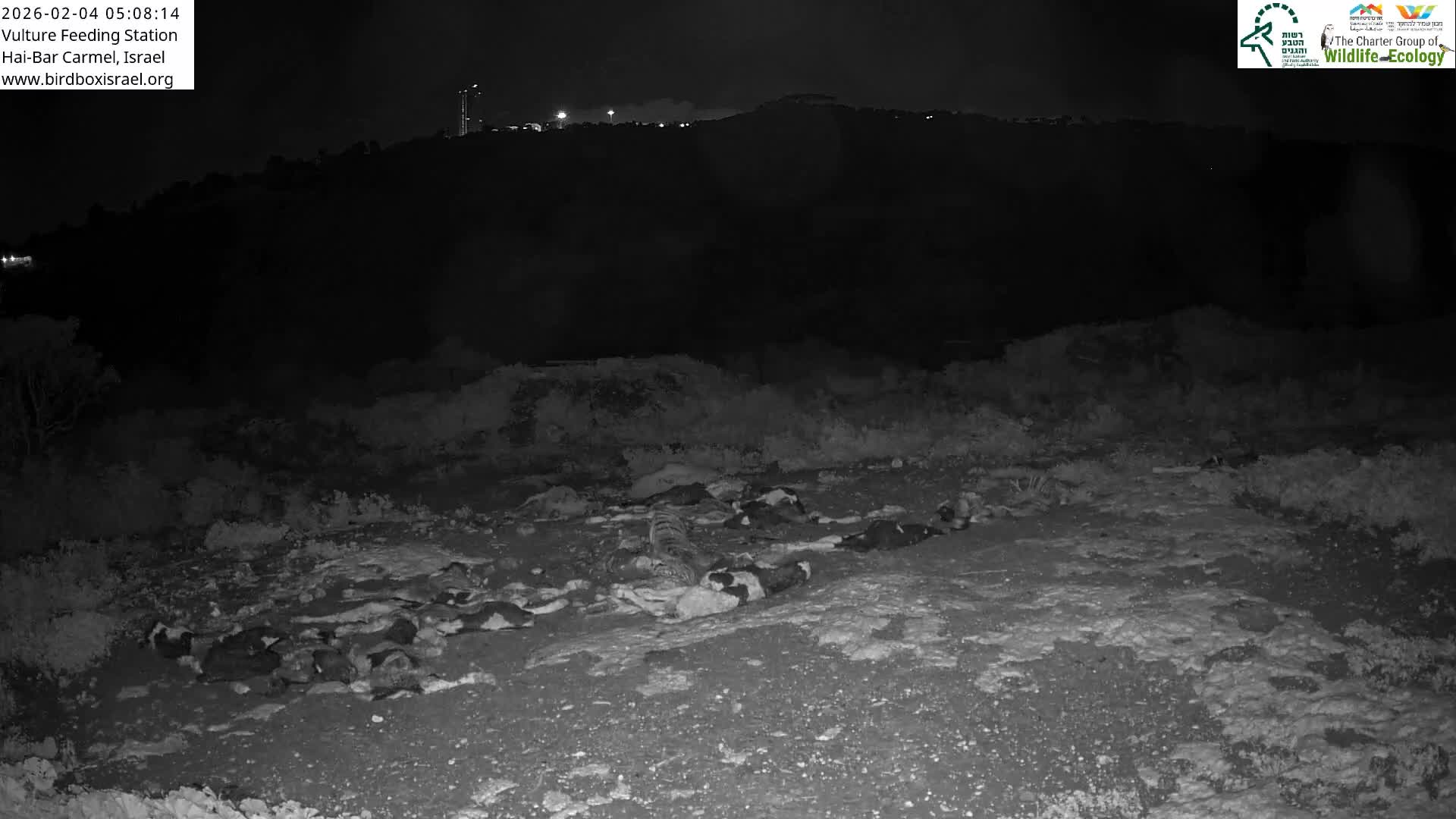 Hai-Bar Nature Reserve / Mount Carmel National Park Vulture Feeding & Skycraper Eshkol University of Haifa  Live Cam - Denya, Haifa, Israel
