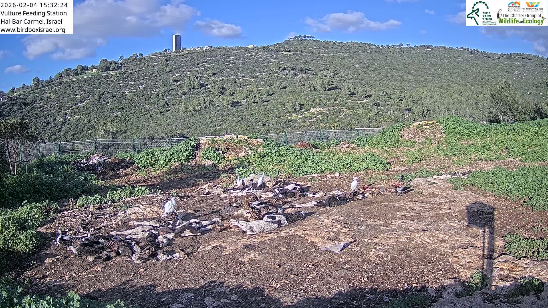 Hai-Bar Nature Reserve / Mount Carmel National Park Vulture Feeding & Skycraper Eshkol University of Haifa  Live Cam - Denya, Haifa, Israel