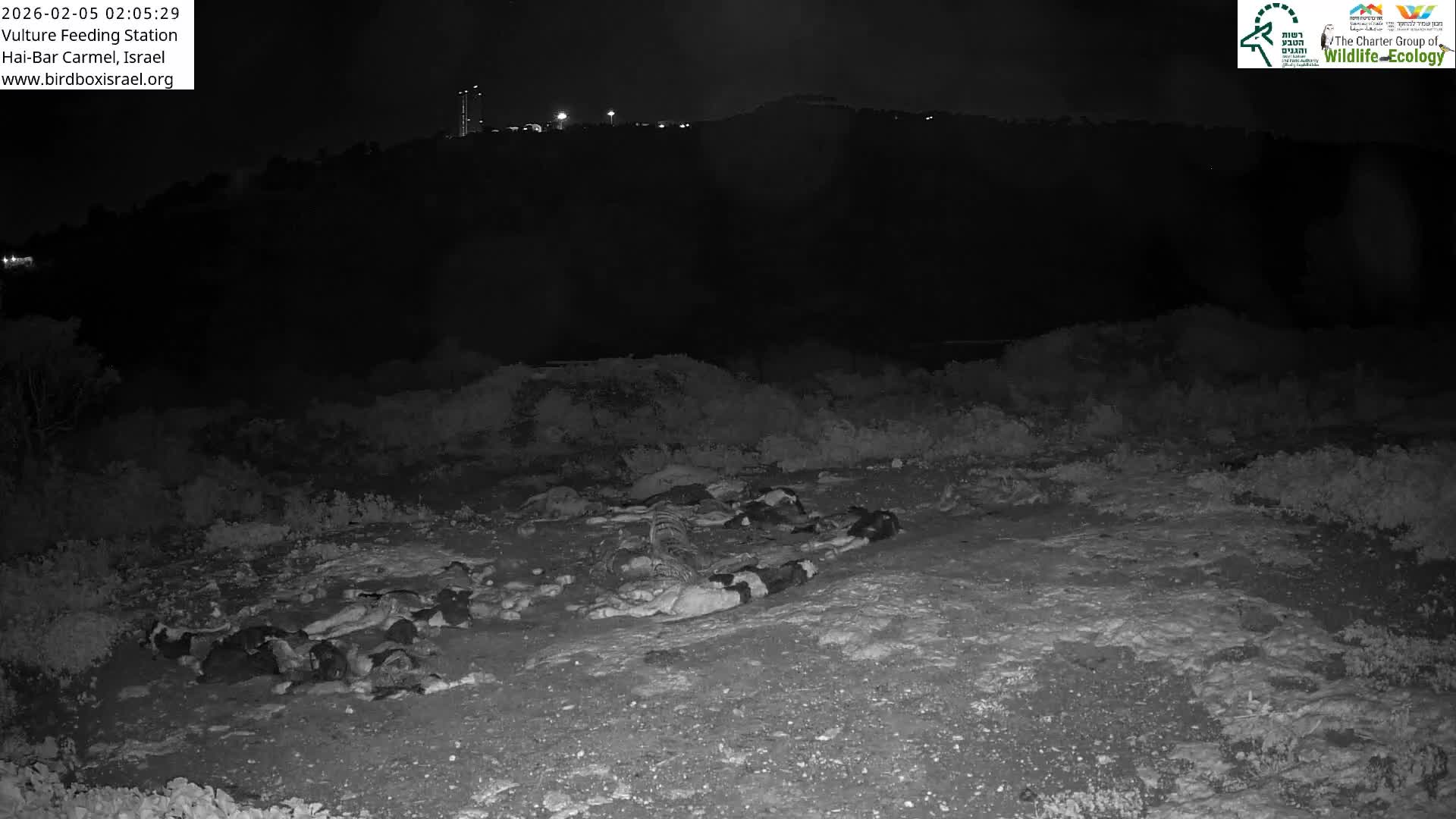 Hai-Bar Nature Reserve / Mount Carmel National Park Vulture Feeding & Skycraper Eshkol University of Haifa  Live Cam - Denya, Haifa, Israel