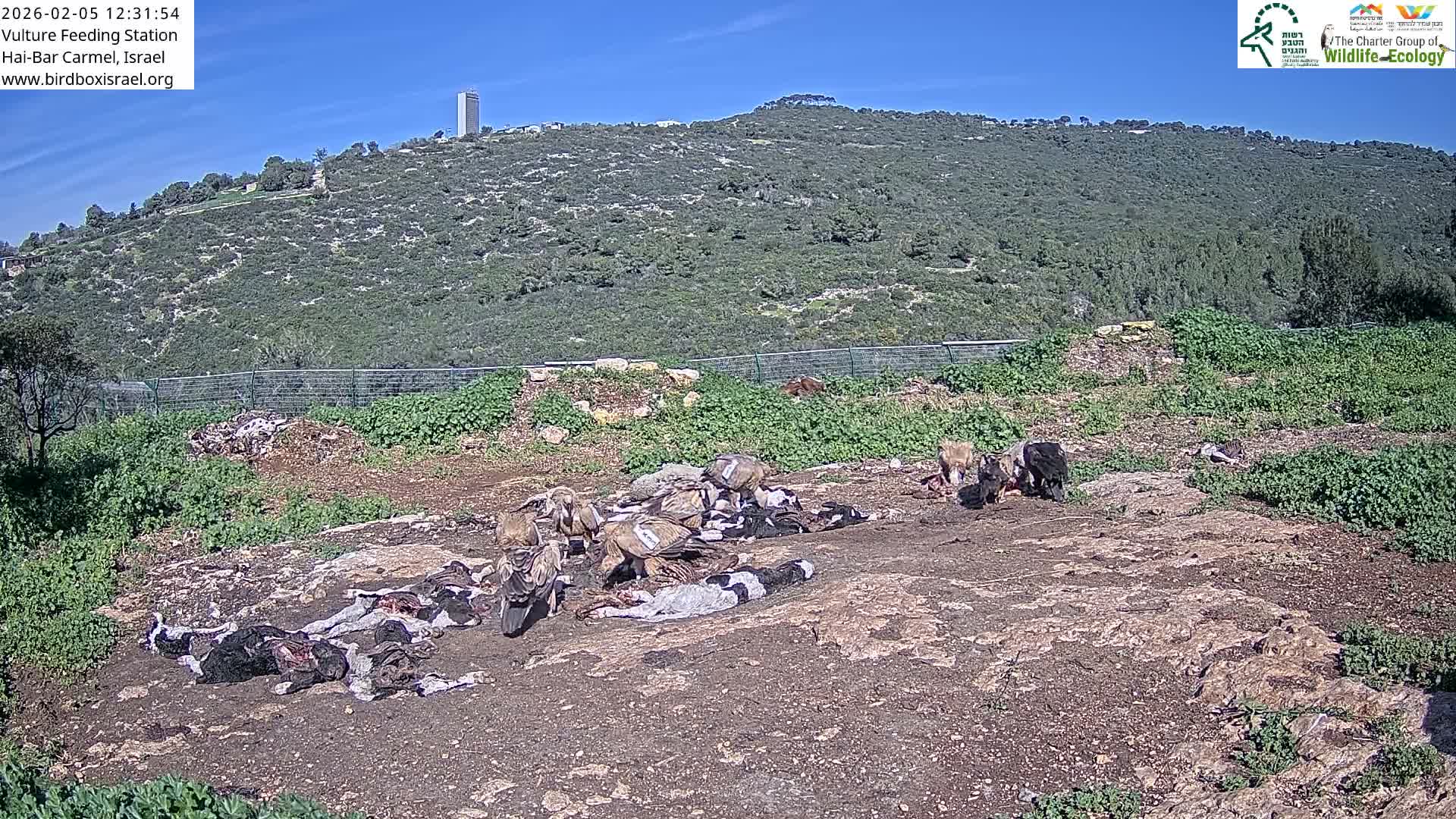 Hai-Bar Nature Reserve / Mount Carmel National Park Vulture Feeding & Skycraper Eshkol University of Haifa  Live Cam - Denya, Haifa, Israel