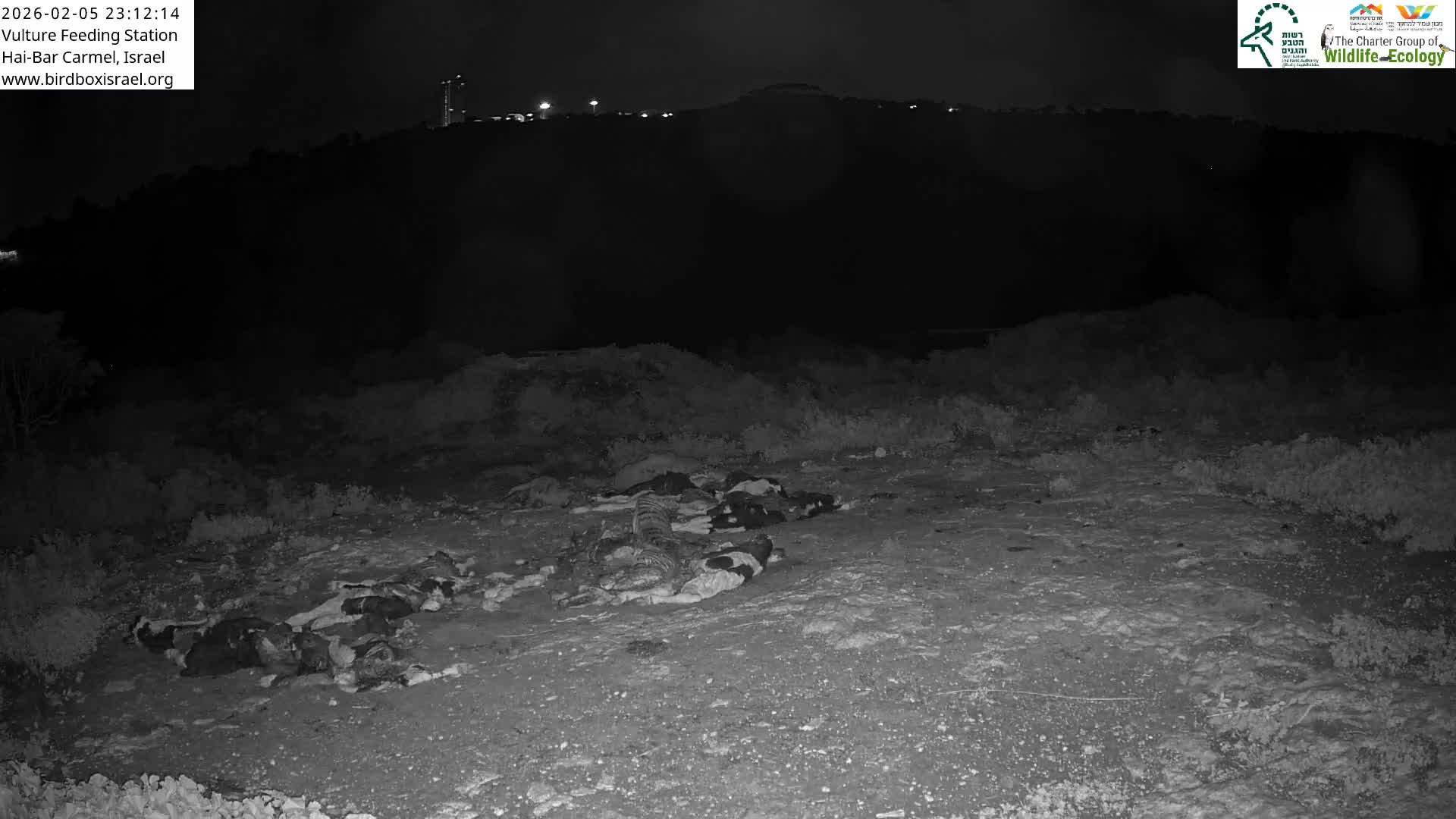 Hai-Bar Nature Reserve / Mount Carmel National Park Vulture Feeding & Skycraper Eshkol University of Haifa  Live Cam - Denya, Haifa, Israel