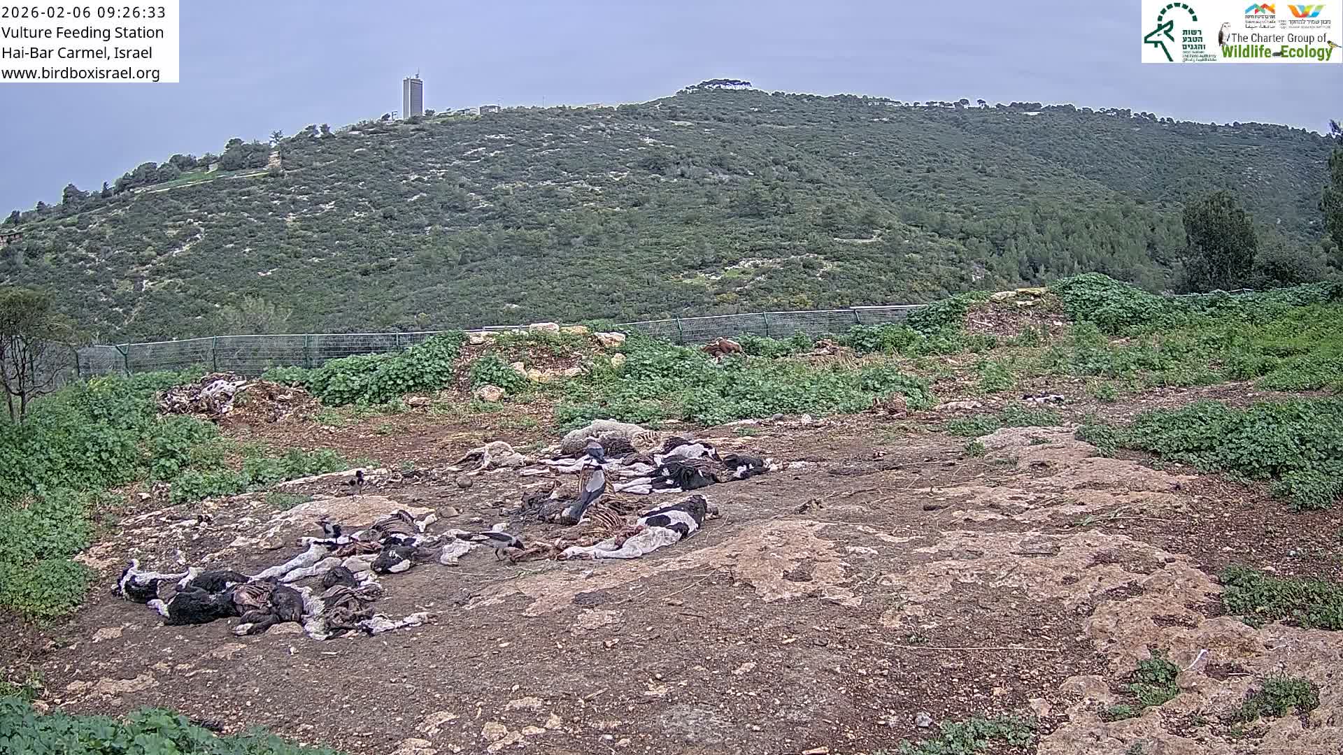 Hai-Bar Nature Reserve / Mount Carmel National Park Vulture Feeding & Skycraper Eshkol University of Haifa  Live Cam - Denya, Haifa, Israel
