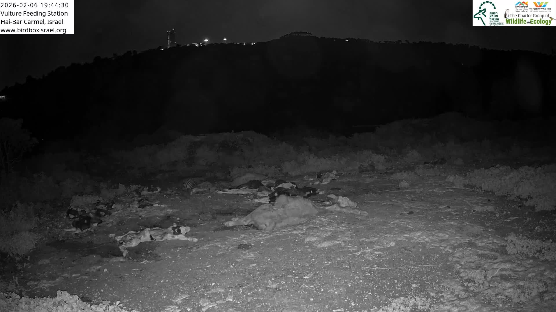 Hai-Bar Nature Reserve / Mount Carmel National Park Vulture Feeding & Skycraper Eshkol University of Haifa  Live Cam - Denya, Haifa, Israel