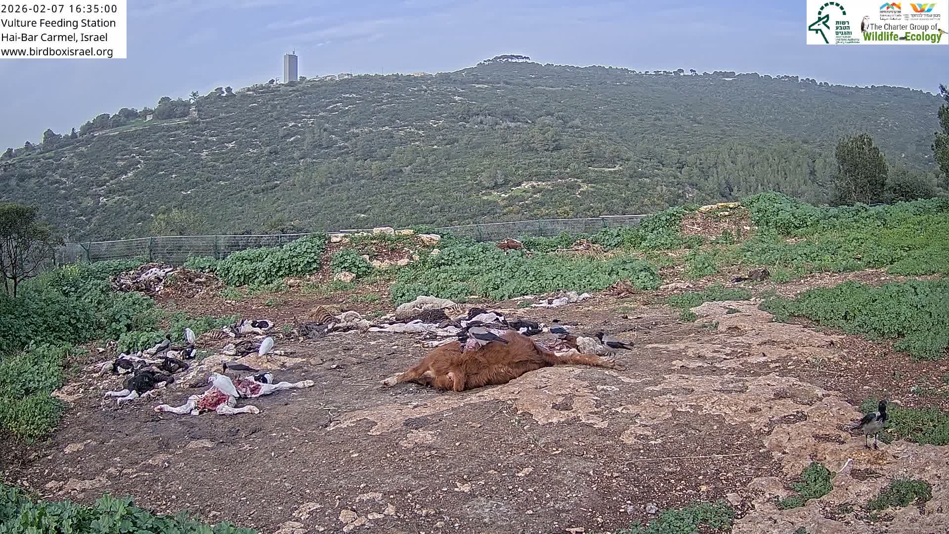 Hai-Bar Nature Reserve / Mount Carmel National Park Vulture Feeding & Skycraper Eshkol University of Haifa  Live Cam - Denya, Haifa, Israel