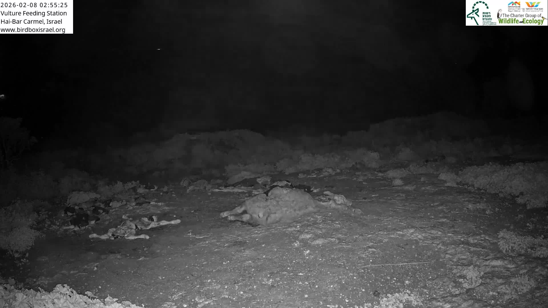 Hai-Bar Nature Reserve / Mount Carmel National Park Vulture Feeding & Skycraper Eshkol University of Haifa  Live Cam - Denya, Haifa, Israel