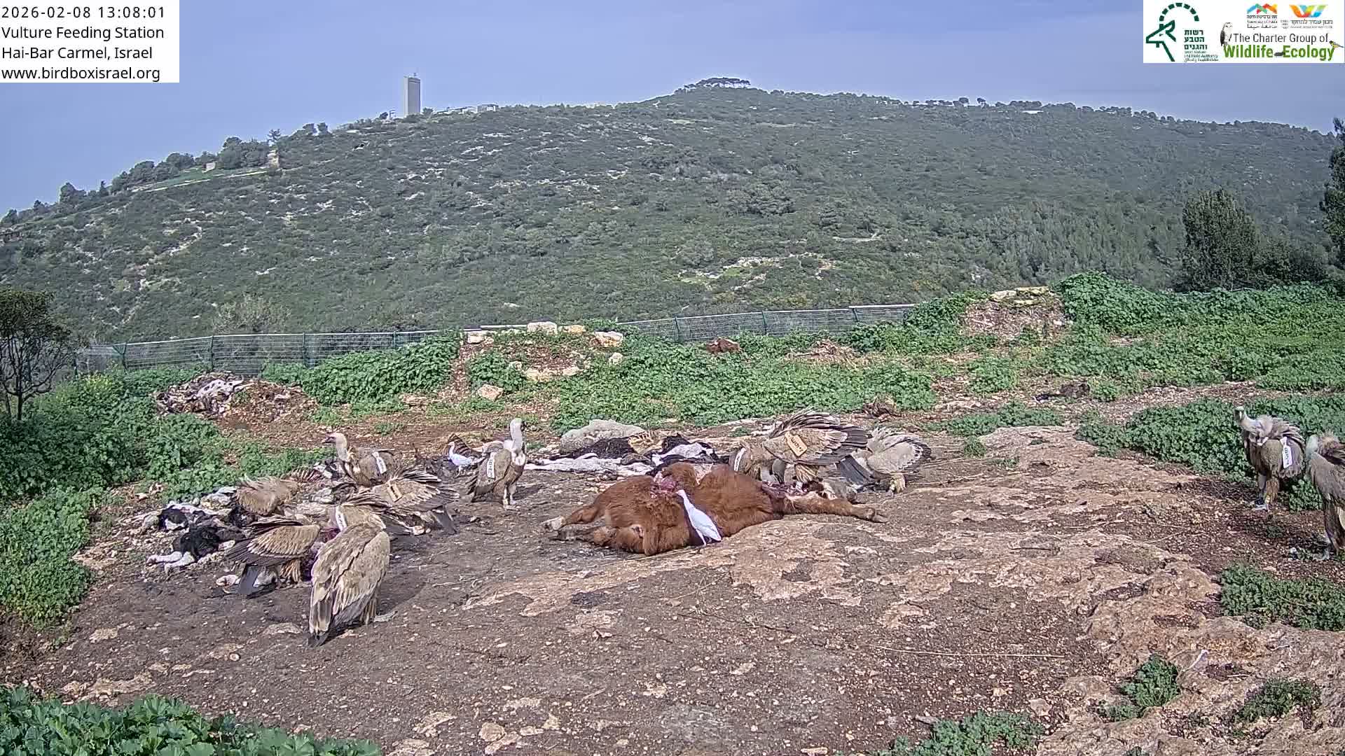 Hai-Bar Nature Reserve / Mount Carmel National Park Vulture Feeding & Skycraper Eshkol University of Haifa  Live Cam - Denya, Haifa, Israel