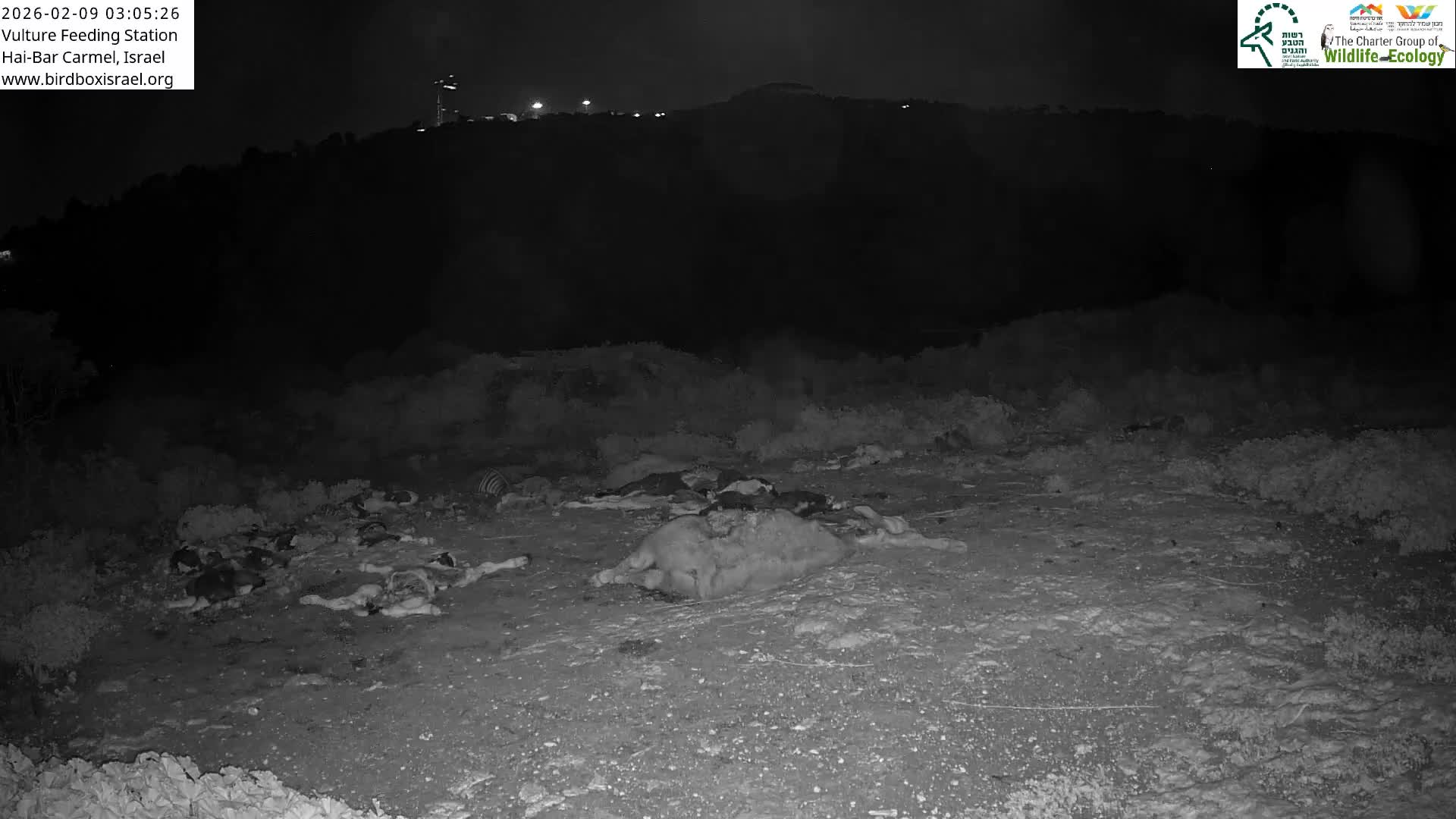 Hai-Bar Nature Reserve / Mount Carmel National Park Vulture Feeding & Skycraper Eshkol University of Haifa  Live Cam - Denya, Haifa, Israel