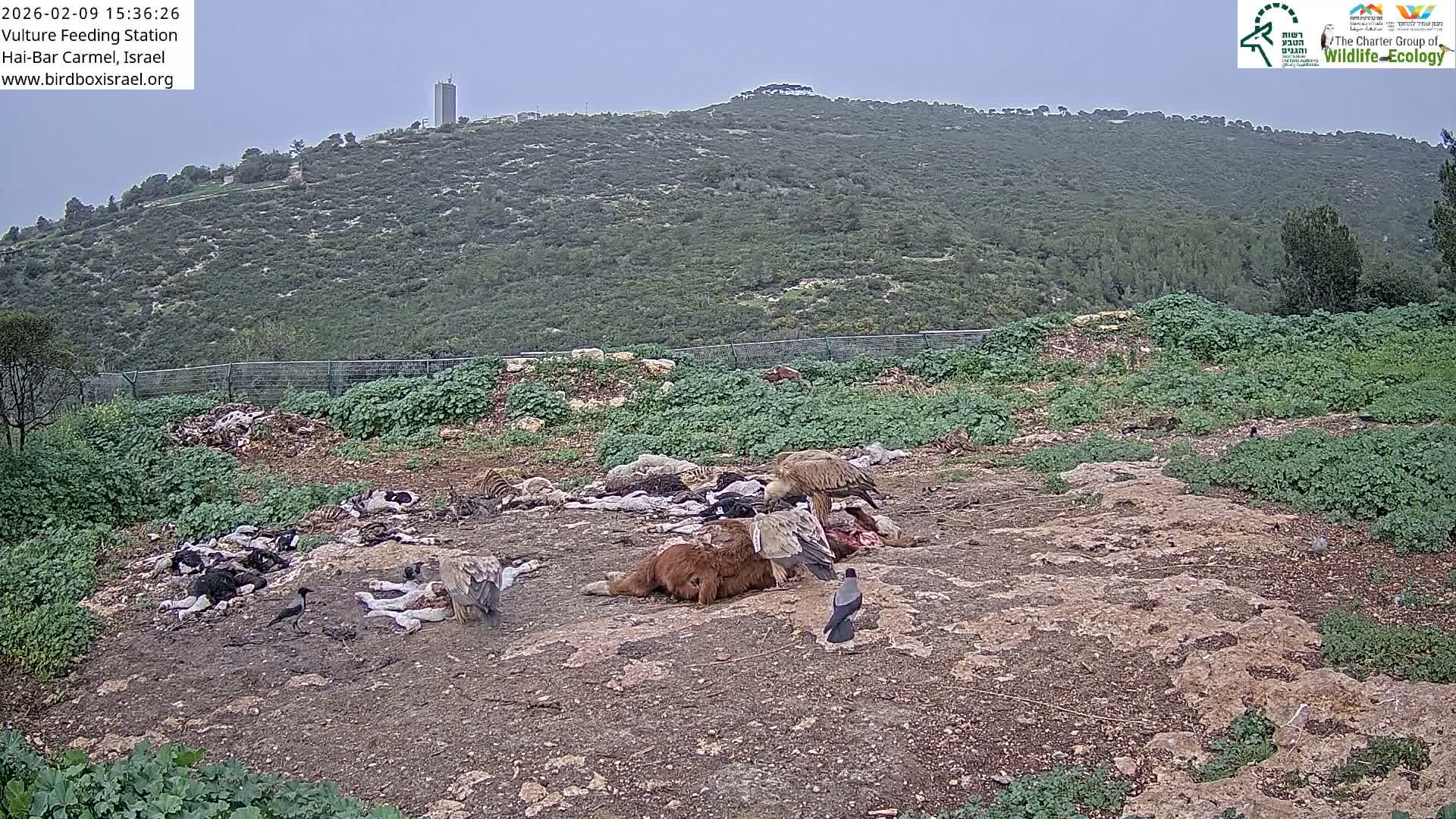 Hai-Bar Nature Reserve / Mount Carmel National Park Vulture Feeding & Skycraper Eshkol University of Haifa  Live Cam - Denya, Haifa, Israel