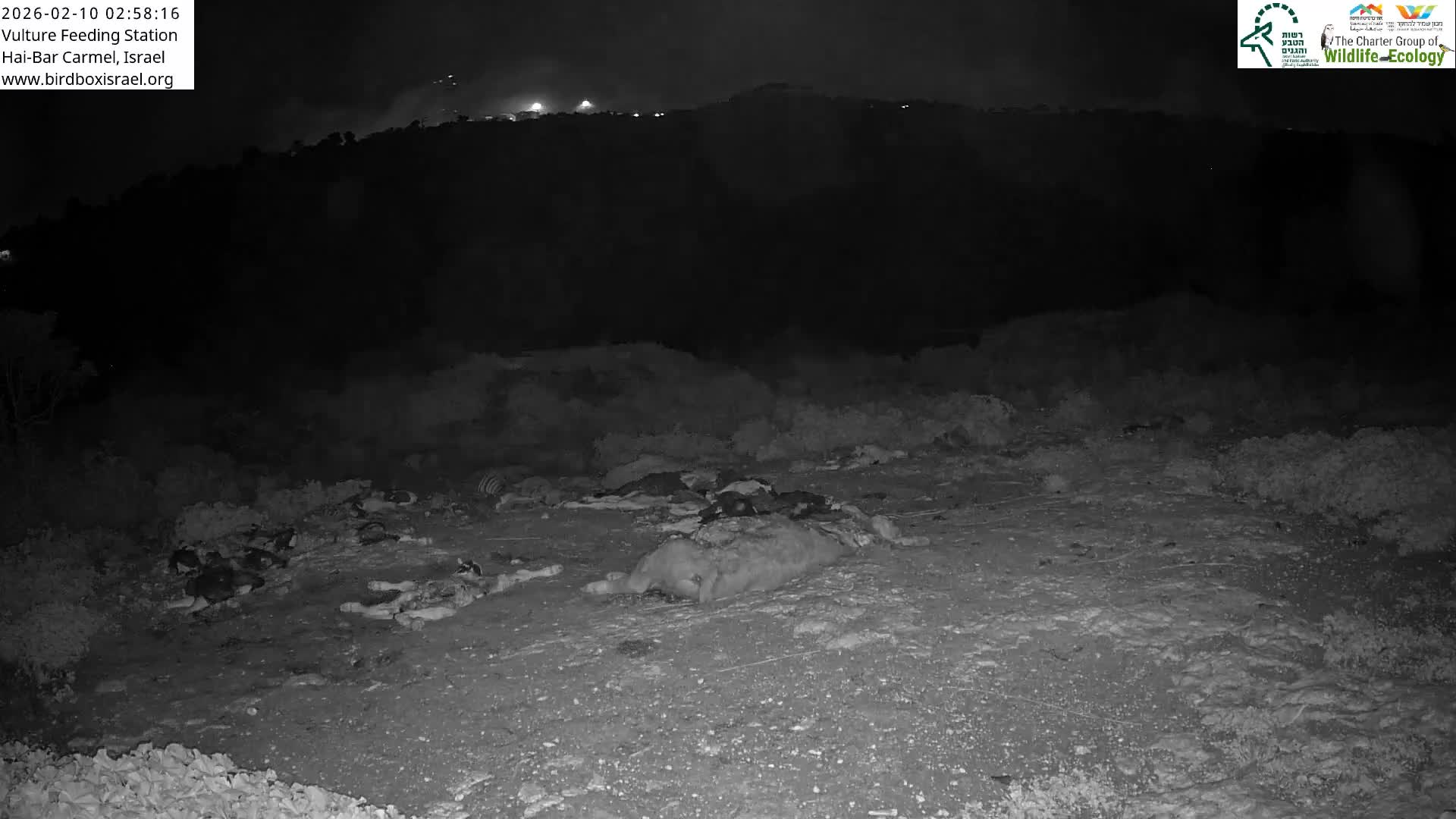 Hai-Bar Nature Reserve / Mount Carmel National Park Vulture Feeding & Skycraper Eshkol University of Haifa  Live Cam - Denya, Haifa, Israel