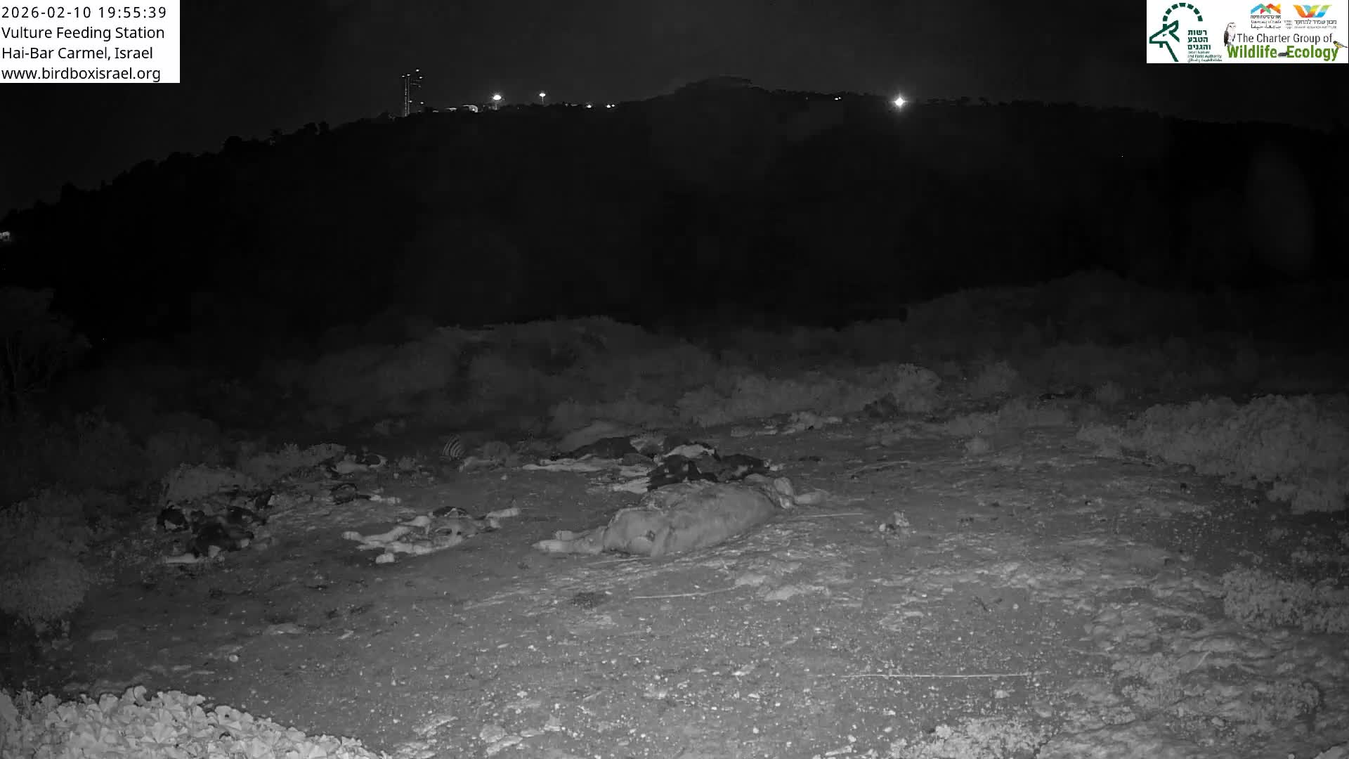 Hai-Bar Nature Reserve / Mount Carmel National Park Vulture Feeding & Skycraper Eshkol University of Haifa  Live Cam - Denya, Haifa, Israel