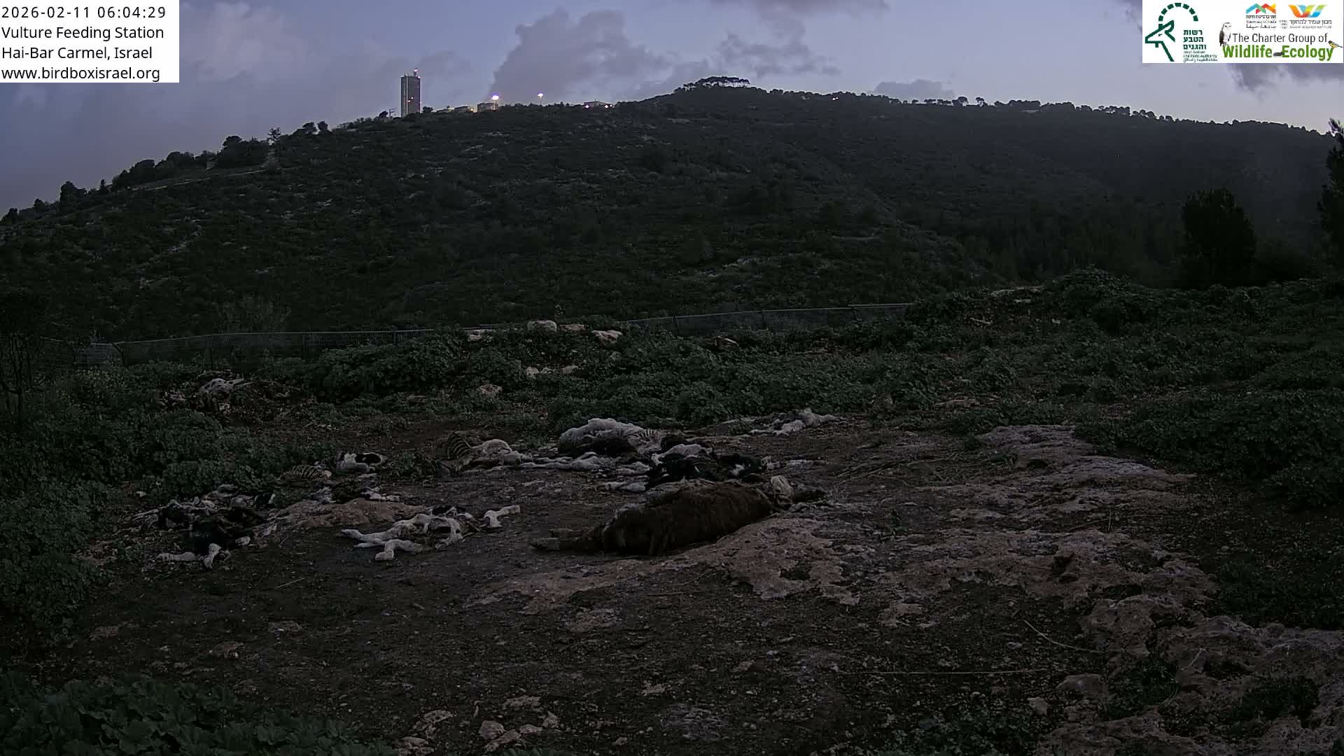 Hai-Bar Nature Reserve / Mount Carmel National Park Vulture Feeding & Skycraper Eshkol University of Haifa  Live Cam - Denya, Haifa, Israel