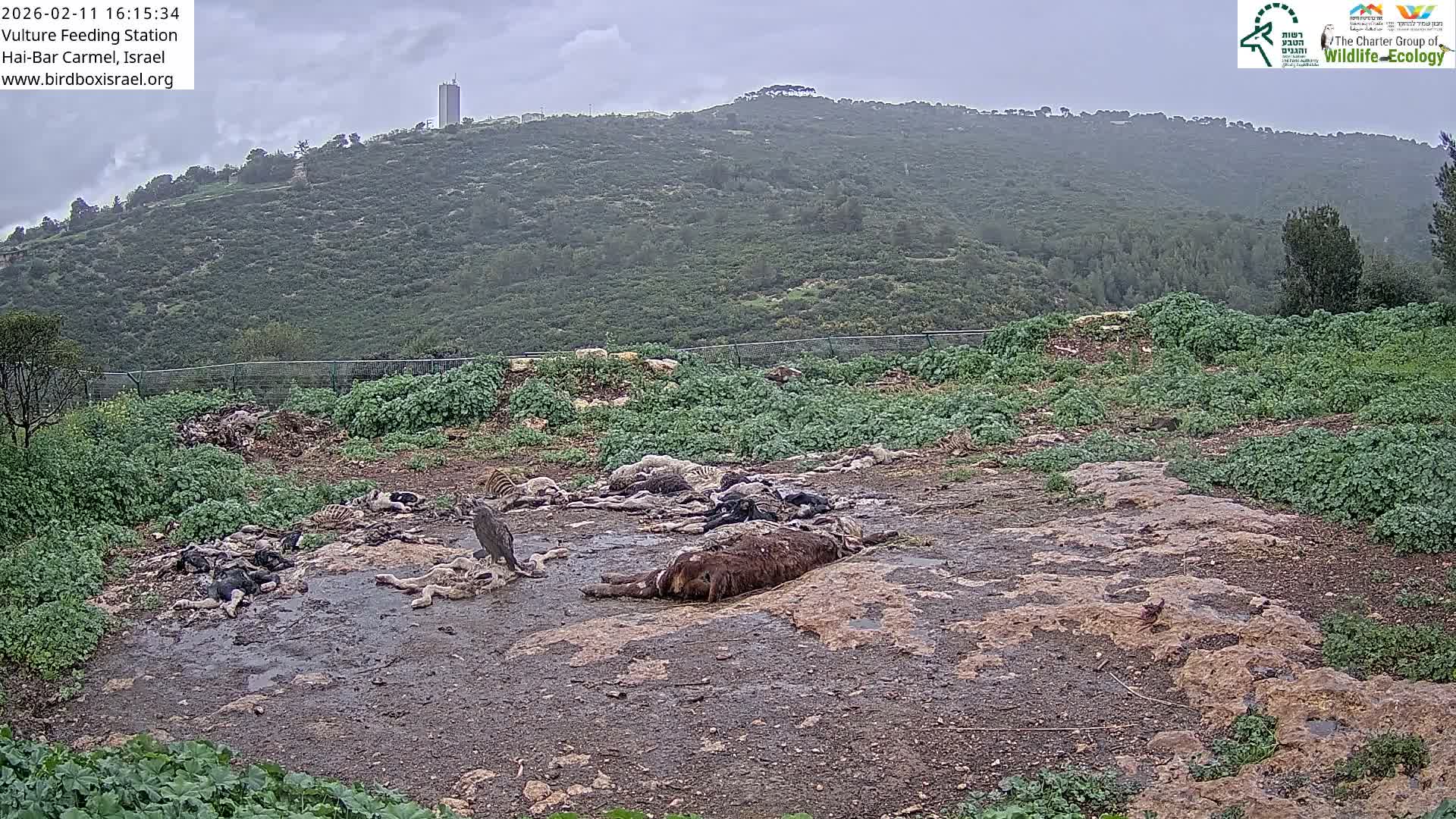 Hai-Bar Nature Reserve / Mount Carmel National Park Vulture Feeding & Skycraper Eshkol University of Haifa  Live Cam - Denya, Haifa, Israel