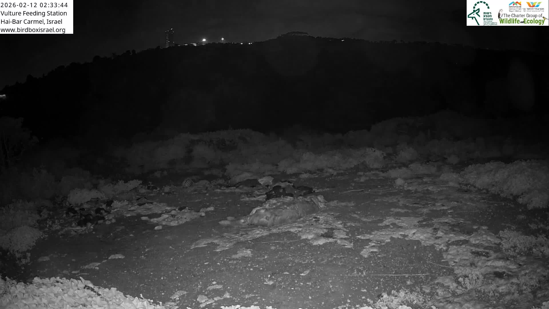 Hai-Bar Nature Reserve / Mount Carmel National Park Vulture Feeding & Skycraper Eshkol University of Haifa  Live Cam - Denya, Haifa, Israel