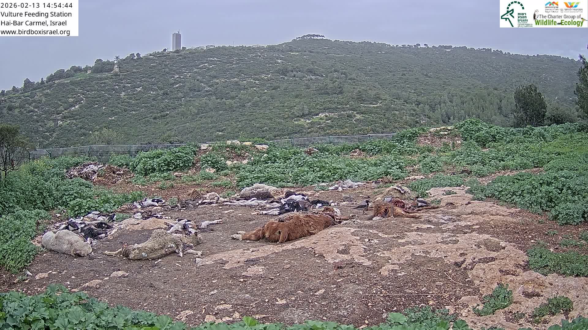 Hai-Bar Nature Reserve / Mount Carmel National Park Vulture Feeding & Skycraper Eshkol University of Haifa  Live Cam - Denya, Haifa, Israel