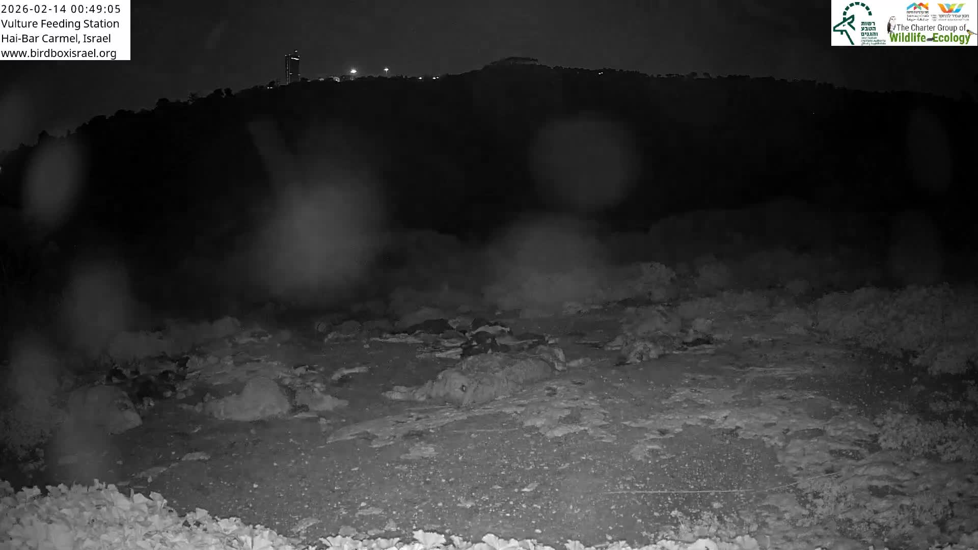 Hai-Bar Nature Reserve / Mount Carmel National Park Vulture Feeding & Skycraper Eshkol University of Haifa  Live Cam - Denya, Haifa, Israel