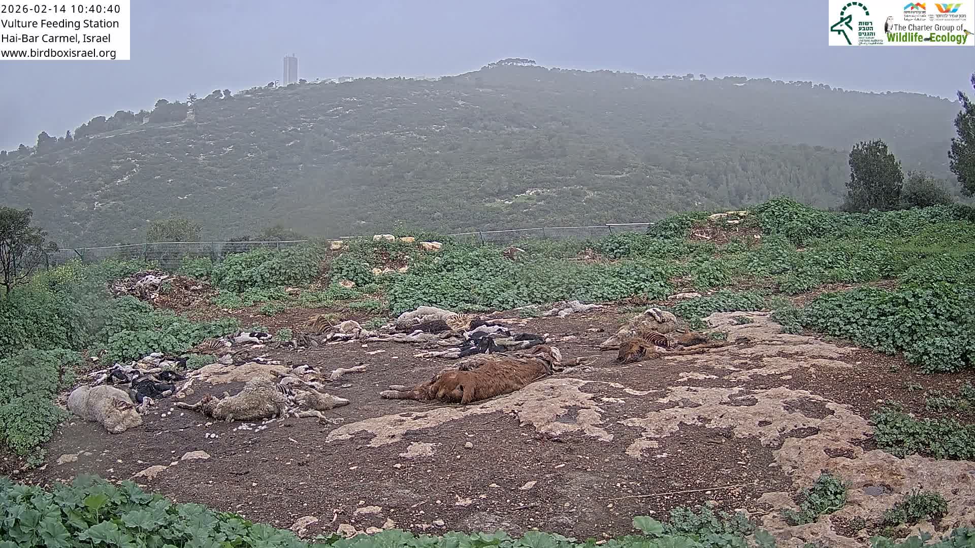 Hai-Bar Nature Reserve / Mount Carmel National Park Vulture Feeding & Skycraper Eshkol University of Haifa  Live Cam - Denya, Haifa, Israel